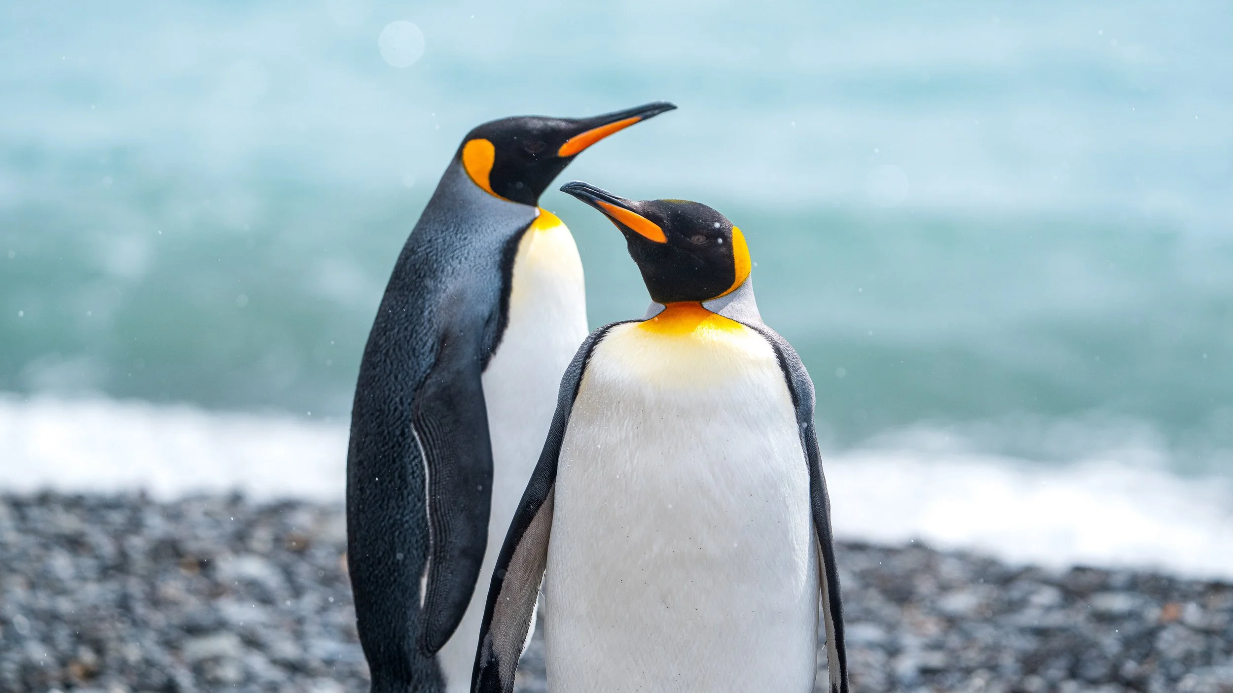 2025_HX_South Georgia_Content_Marvin Kuhr_11-2.jpg