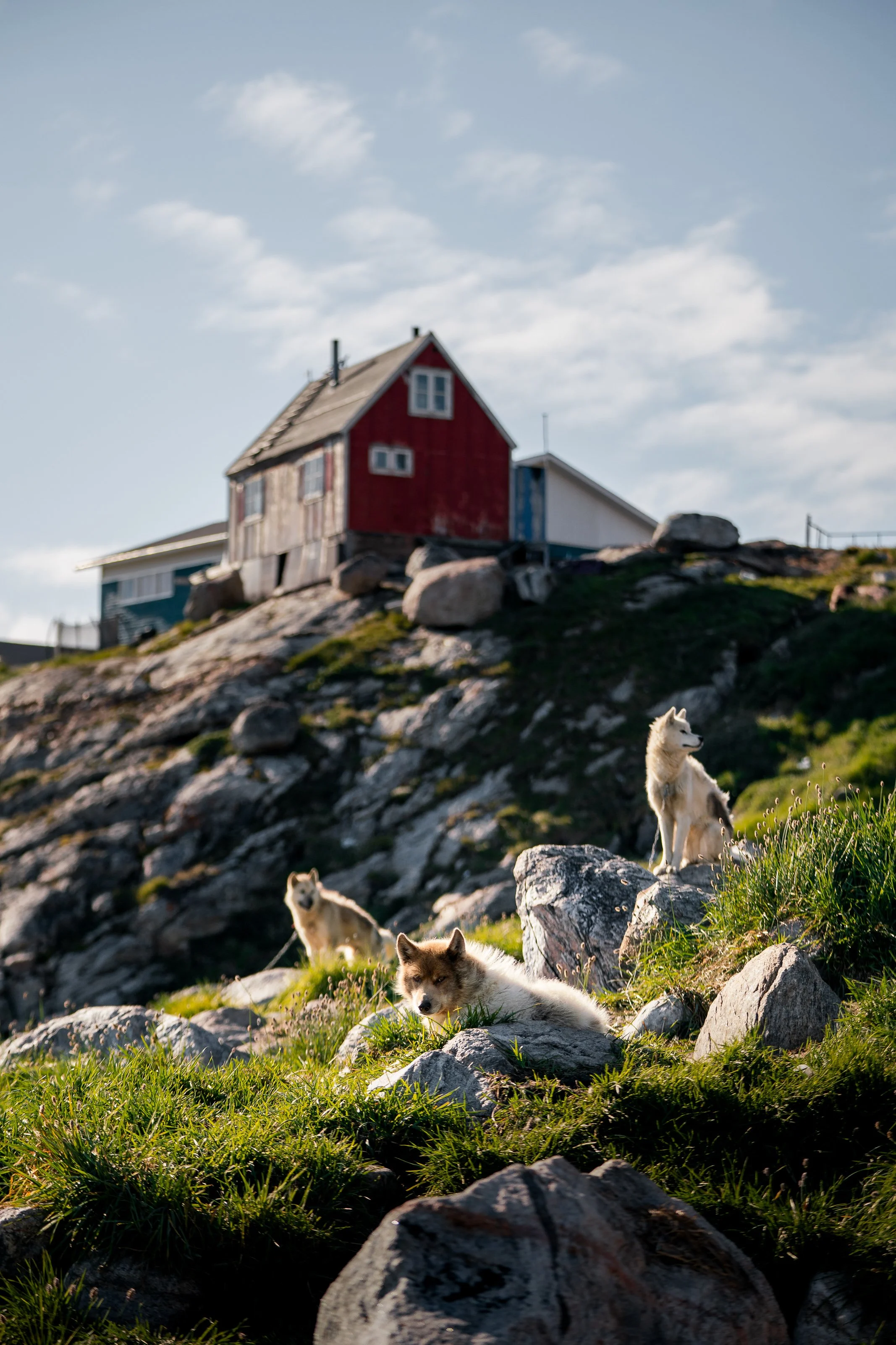 N°21_AU100823_Kullorsuaq_Greenland-Dog©PONANT-Marvin Kuhr-.jpg