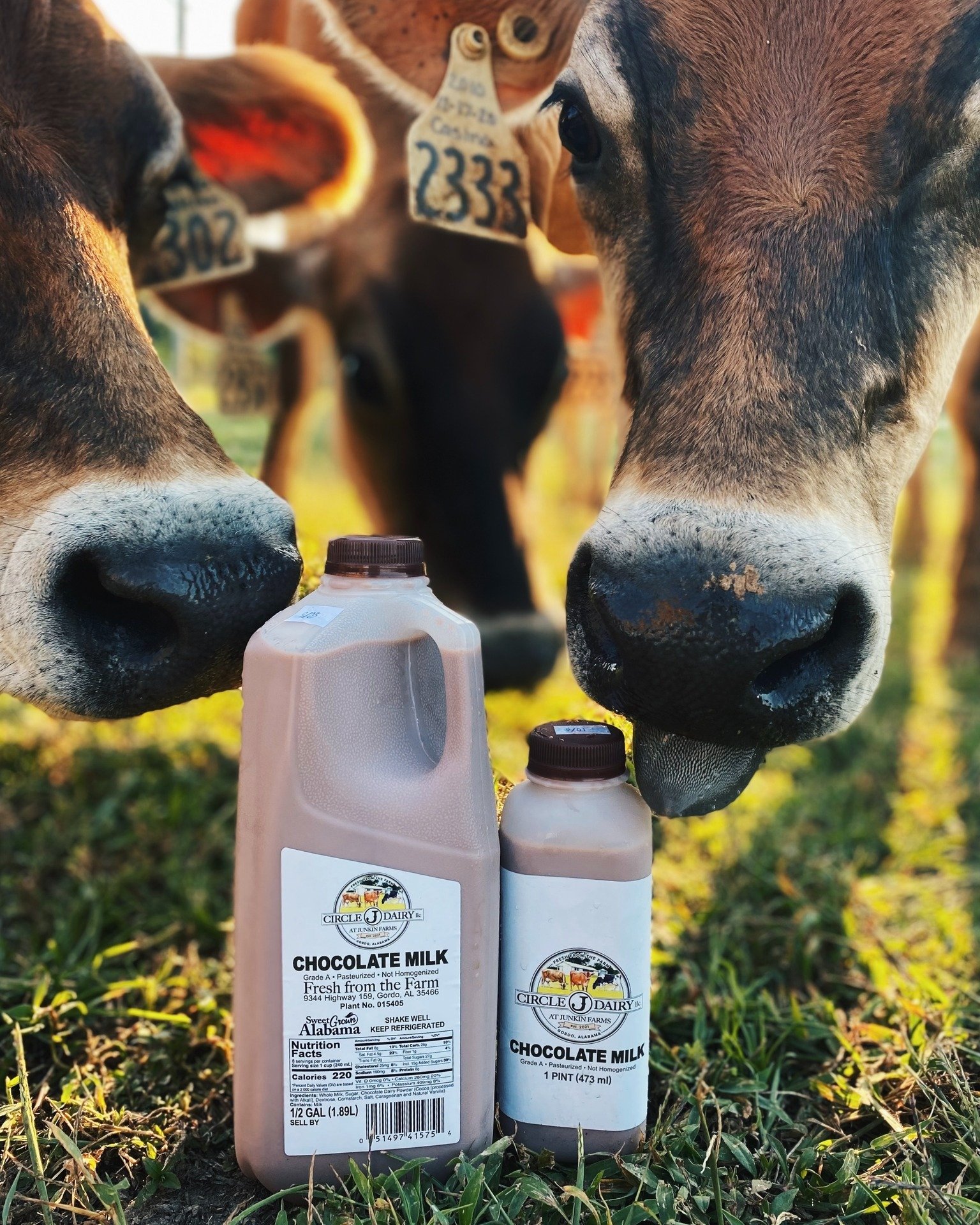 Coming soon! We're excited to work with another local producer! Circle J Dairy, LLC is a small-scale farm fresh dairy located in Gordo, AL. They milk Holstein and Jersey cows,  pasteurize and bottle their Grade A milk themselves--it's non-homogenized