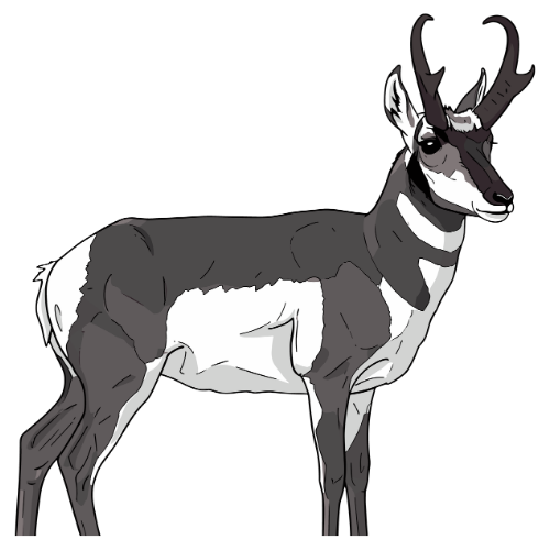 Antelope illustration representing wildlife management, habitat operations, and aerial land stewardship services.