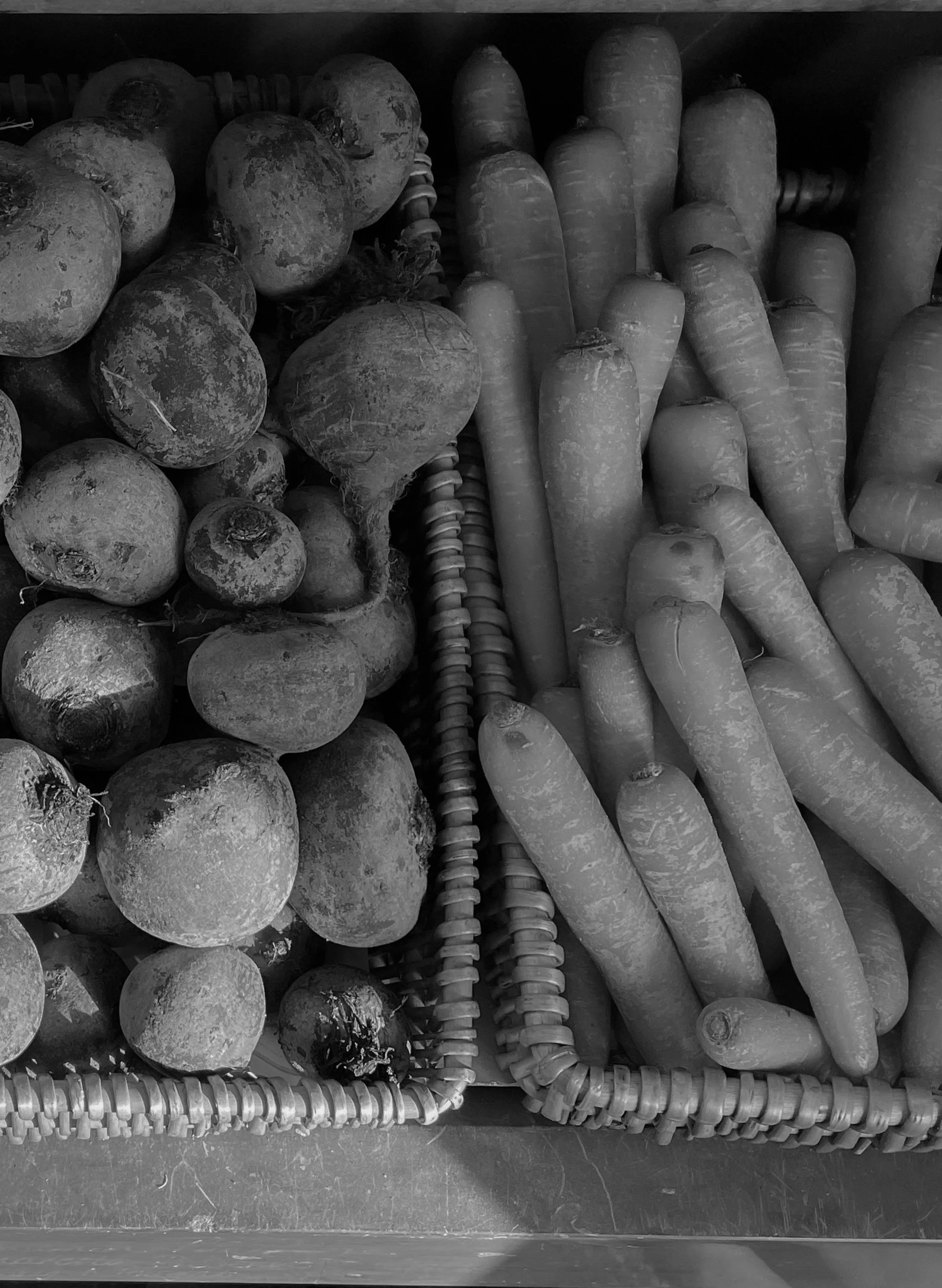 Basket of freshly harvested beetroot and carrots.