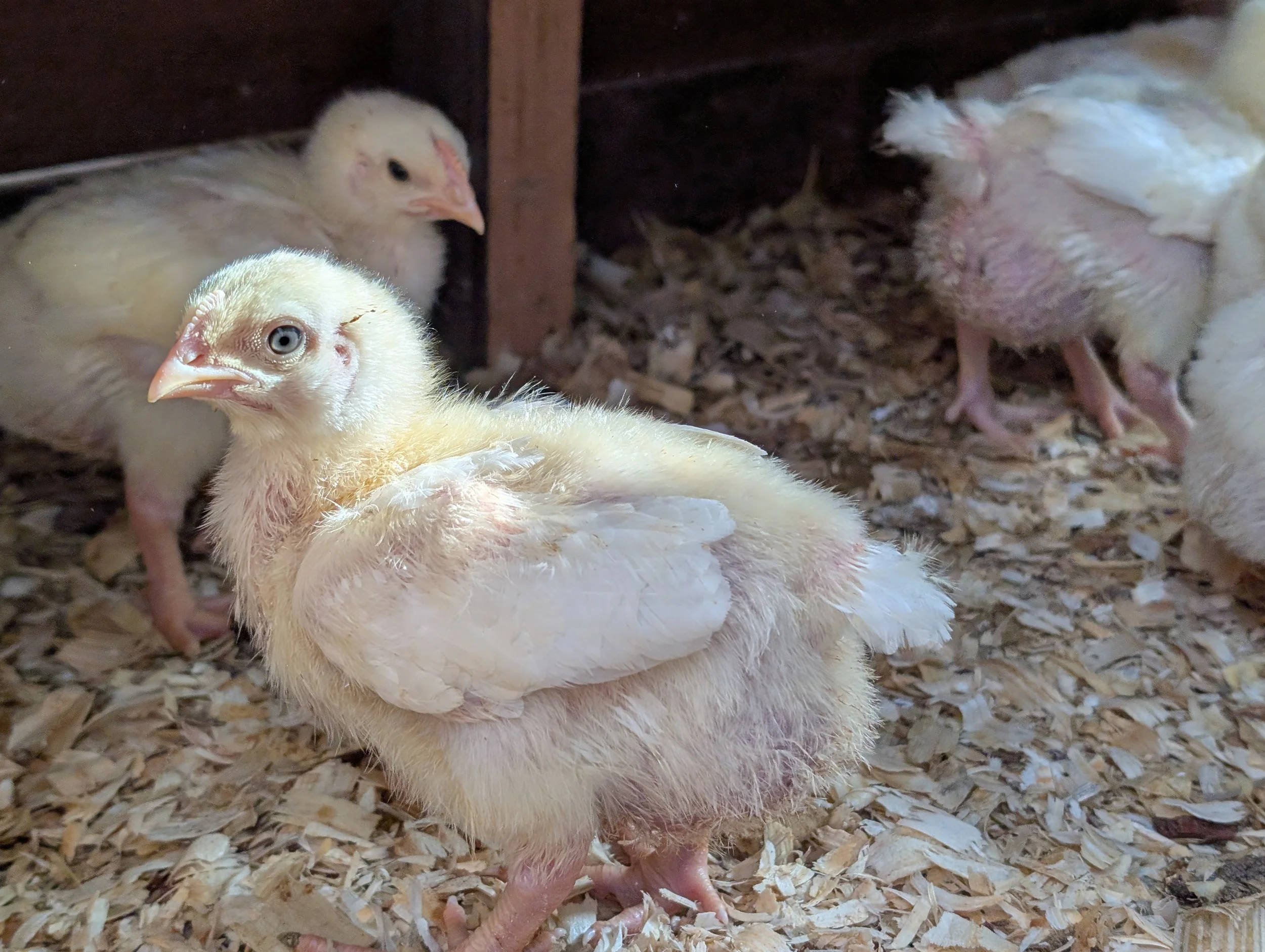 Pre-Order Pastured Poultry