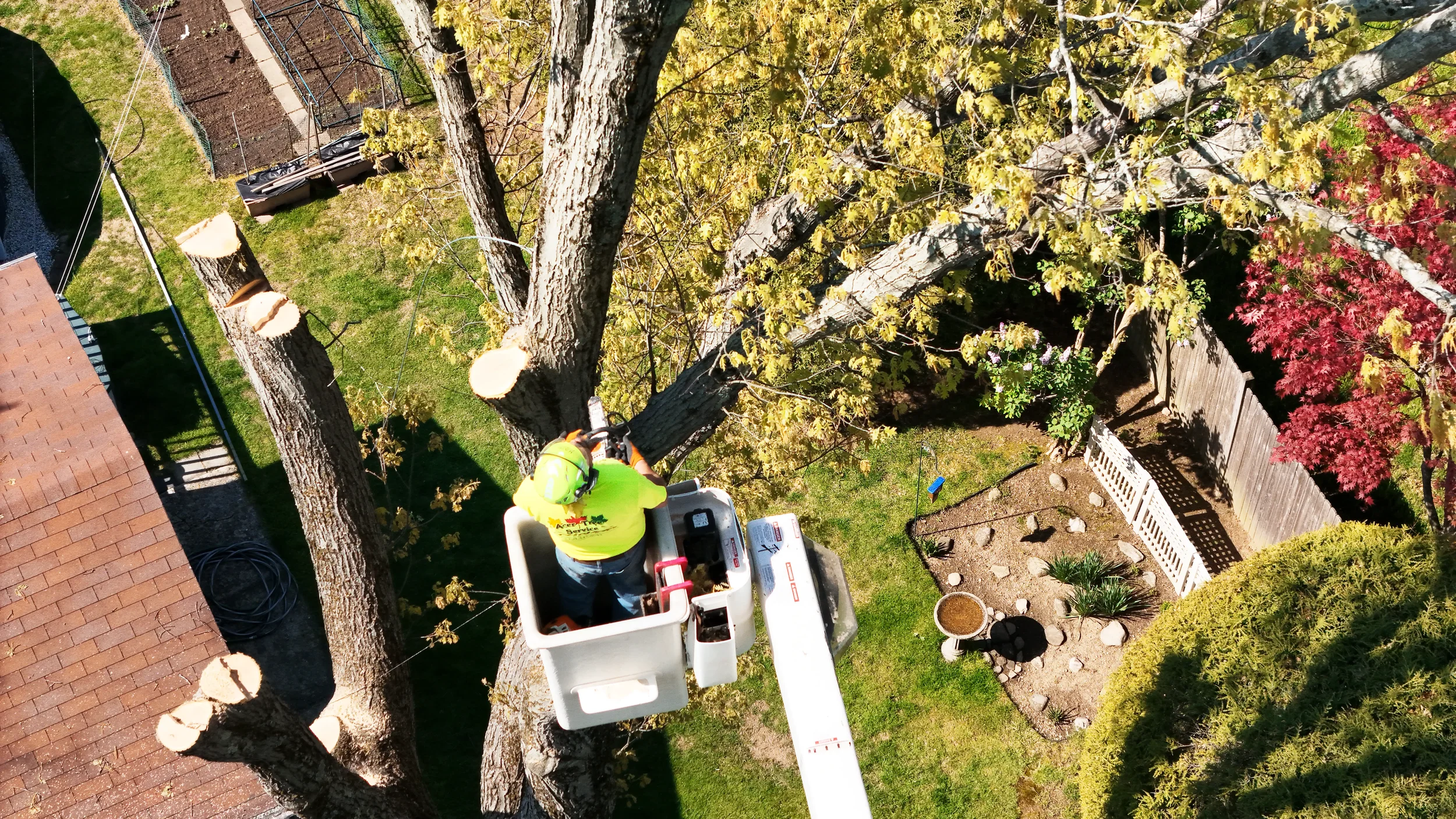 acer-tree-2.webp