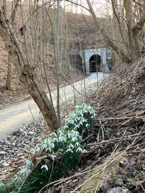 greer snowdrops.jpg.jpg