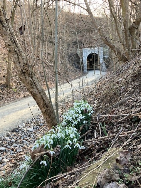 greer snowdrops.jpg.jpg