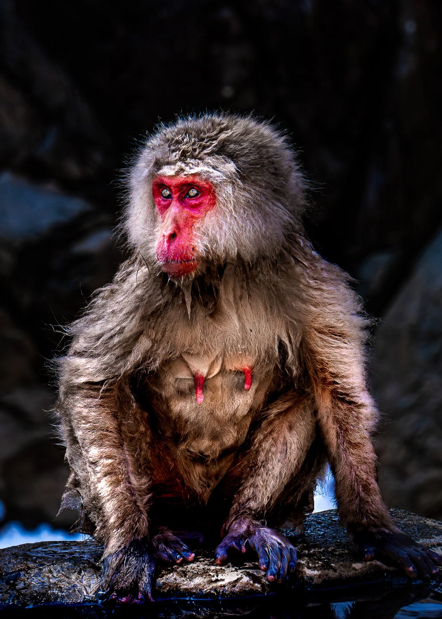 monkey looking off web.jpg