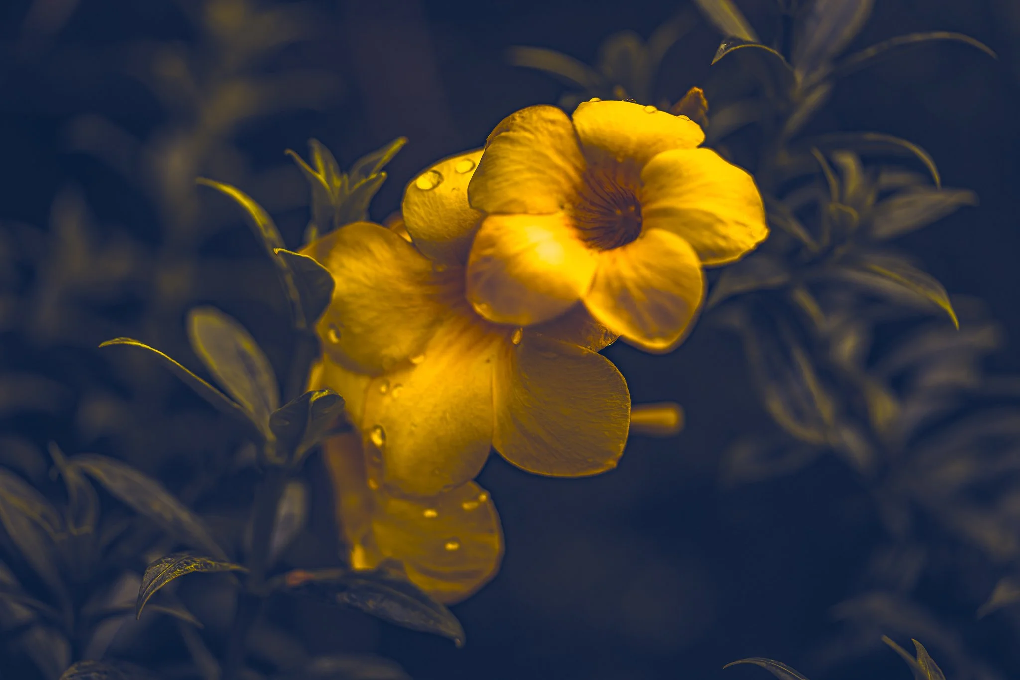 yellow bell web.jpg