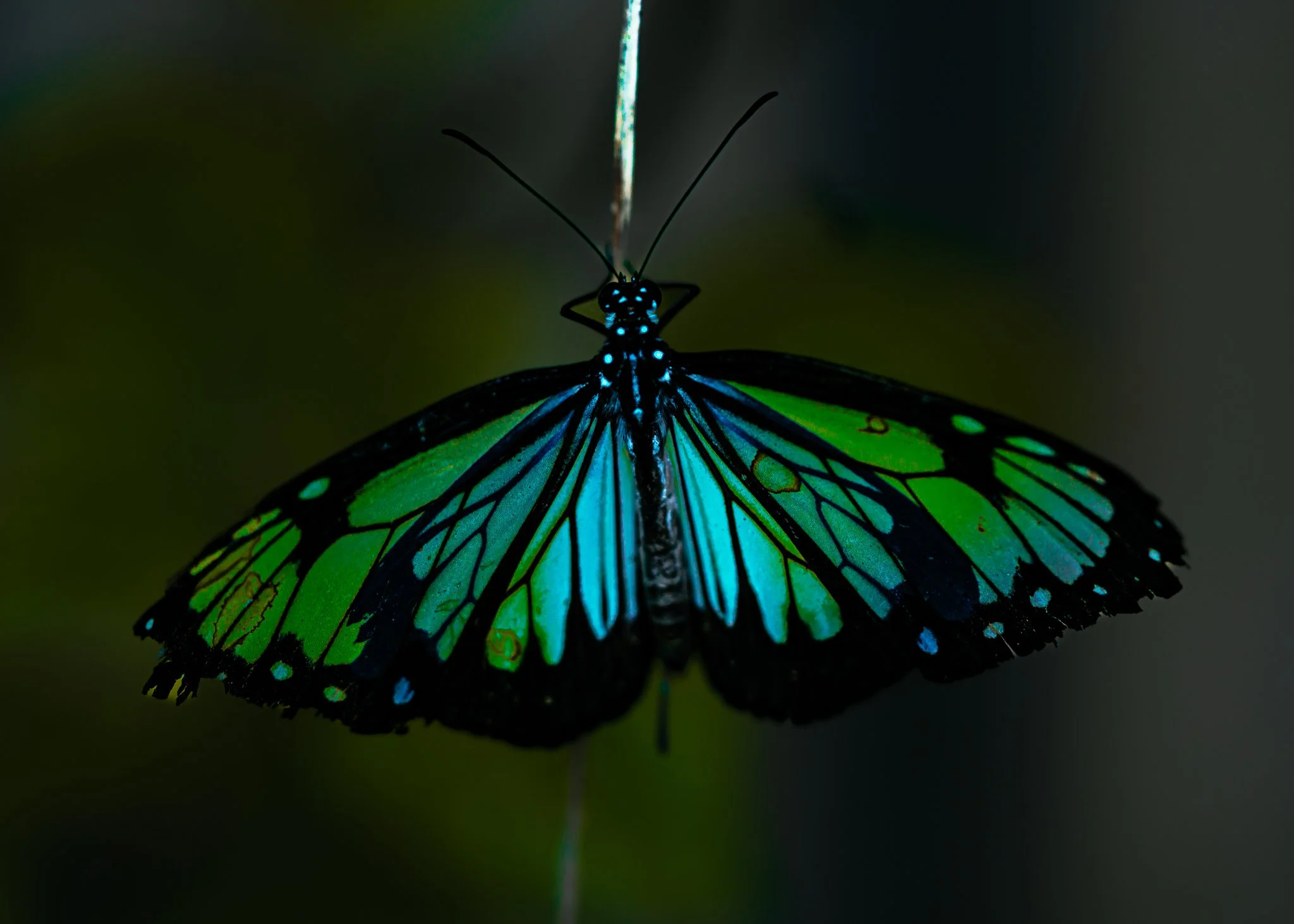green blue butterfly web.jpg