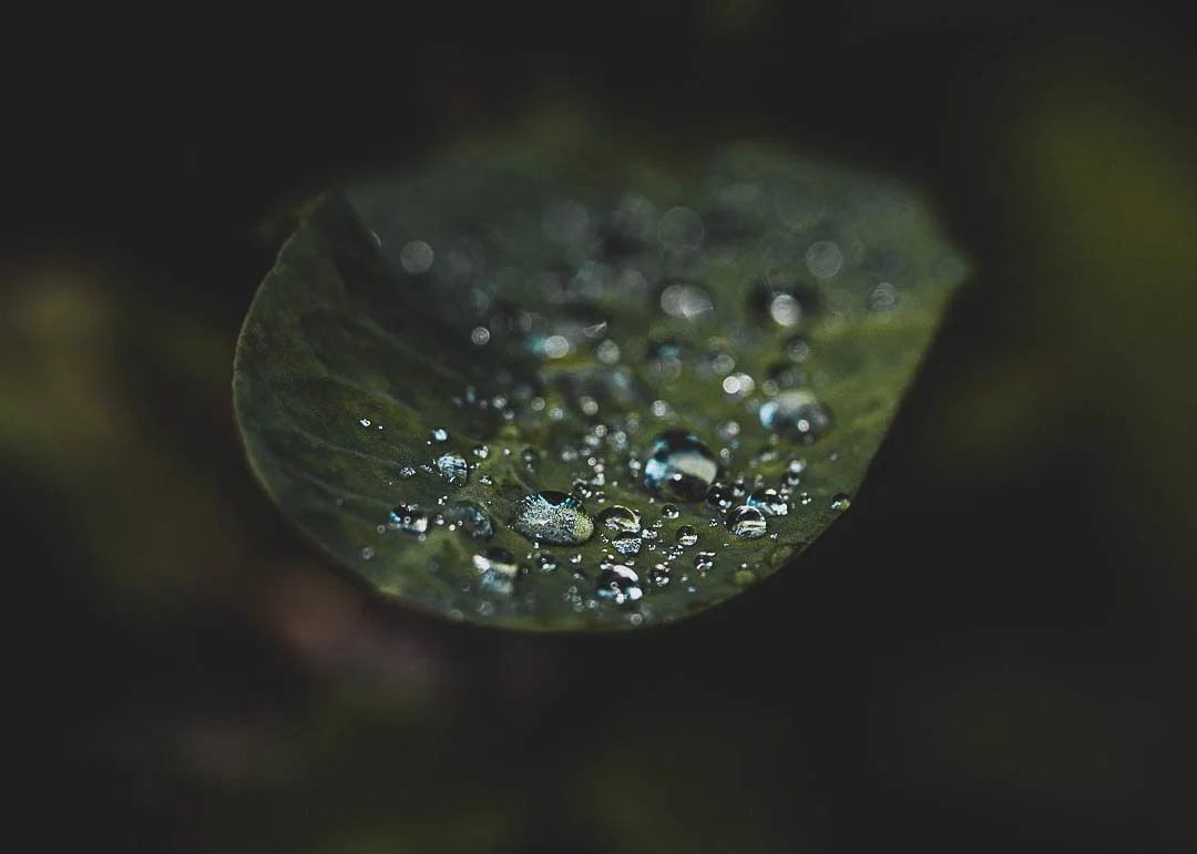 dew leaf web.jpg