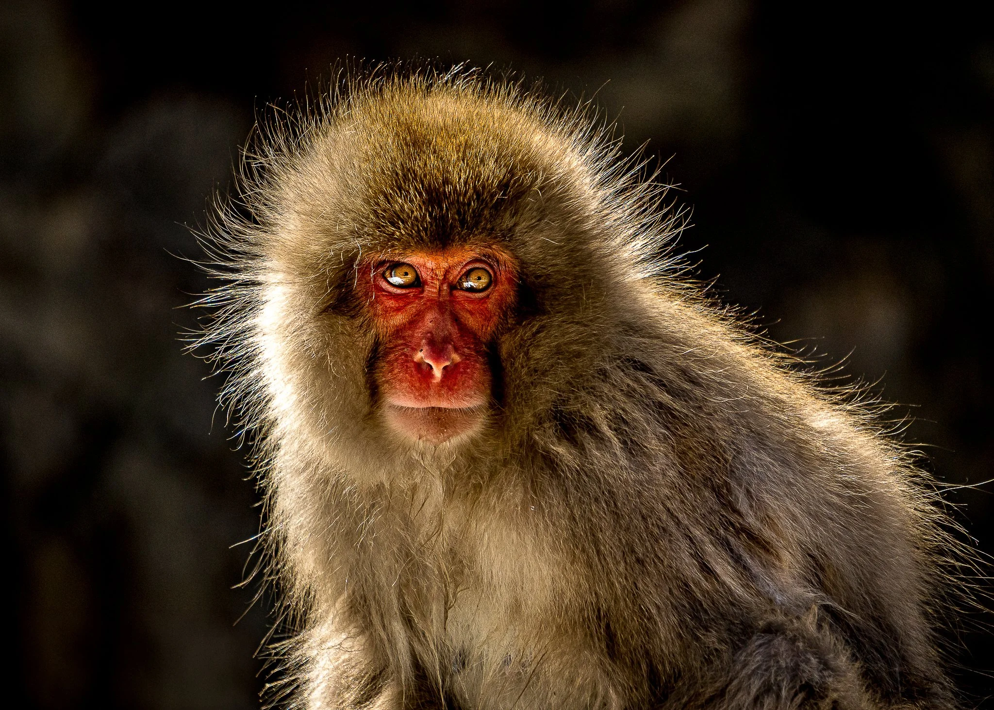 monkey portrait web.jpg