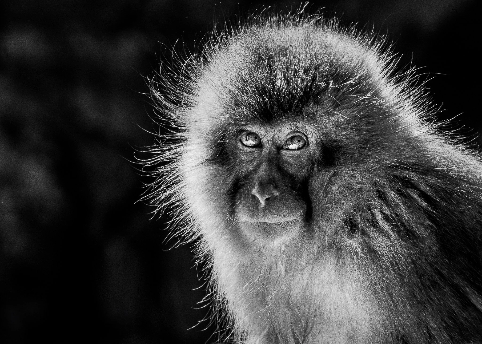 BW monkey portrait web.jpg