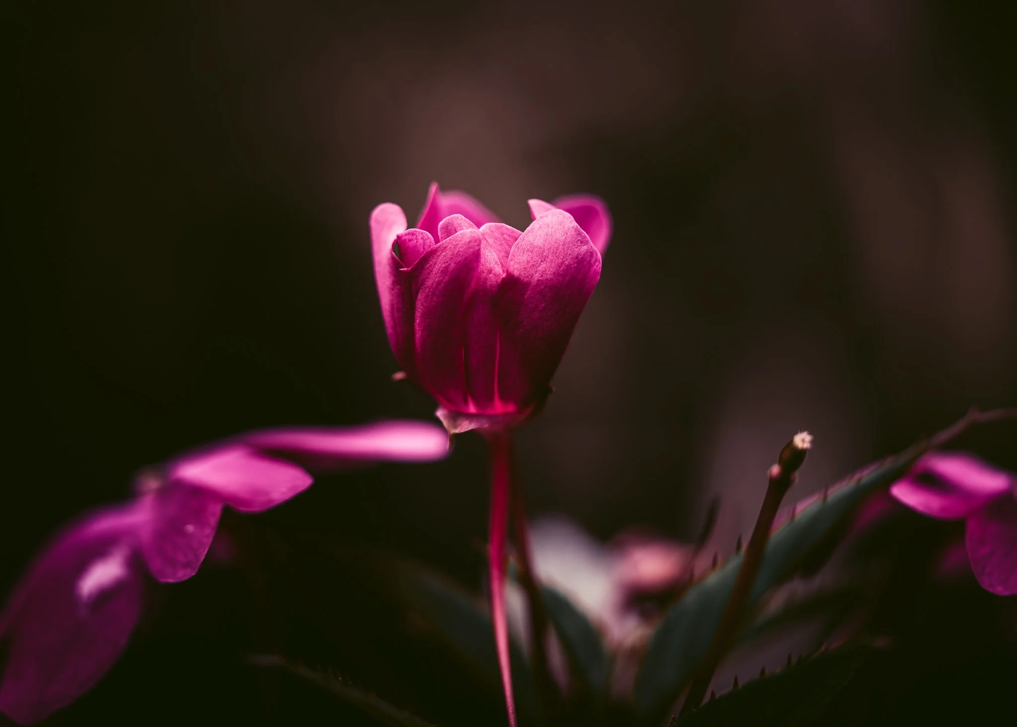 Florist's Cyclamen