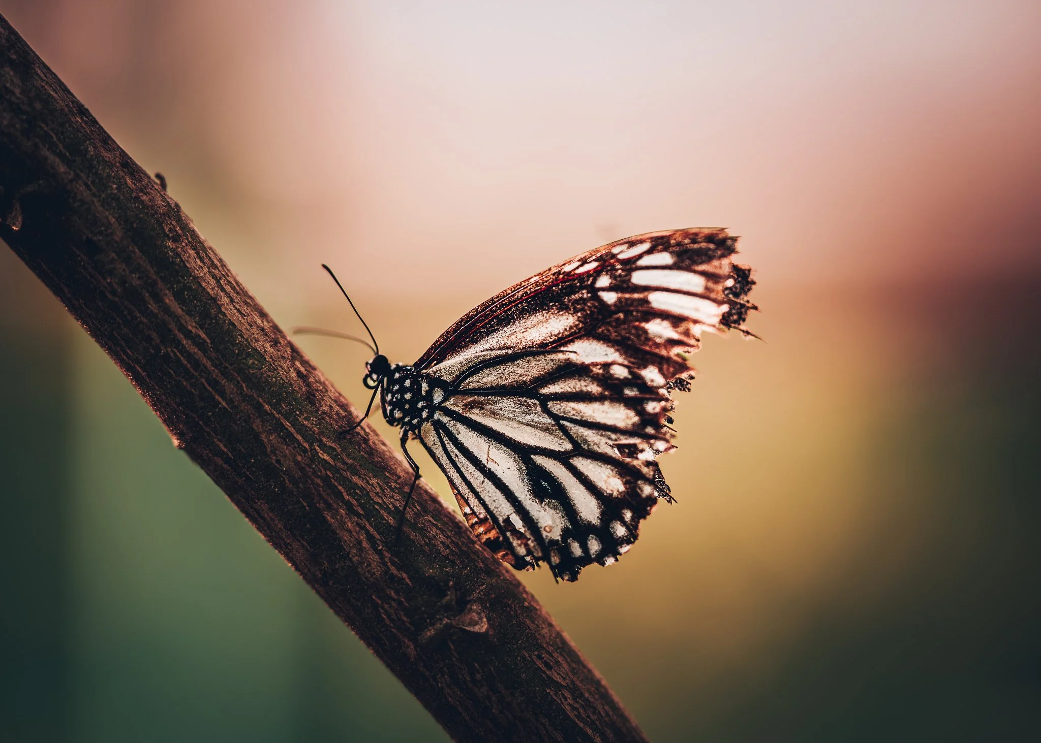 Philippine Tree Nymph