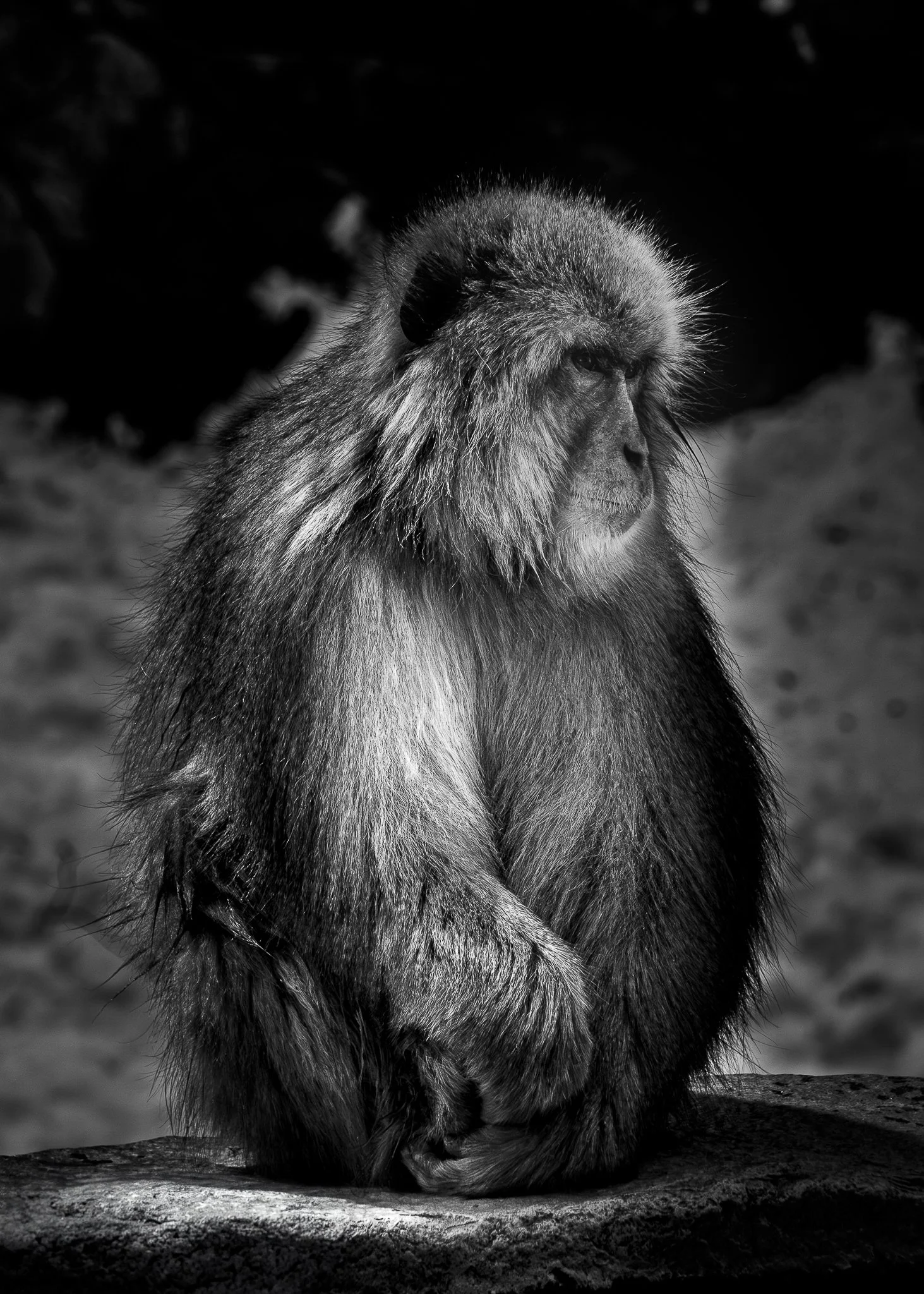 BW monkey looking off web.jpg