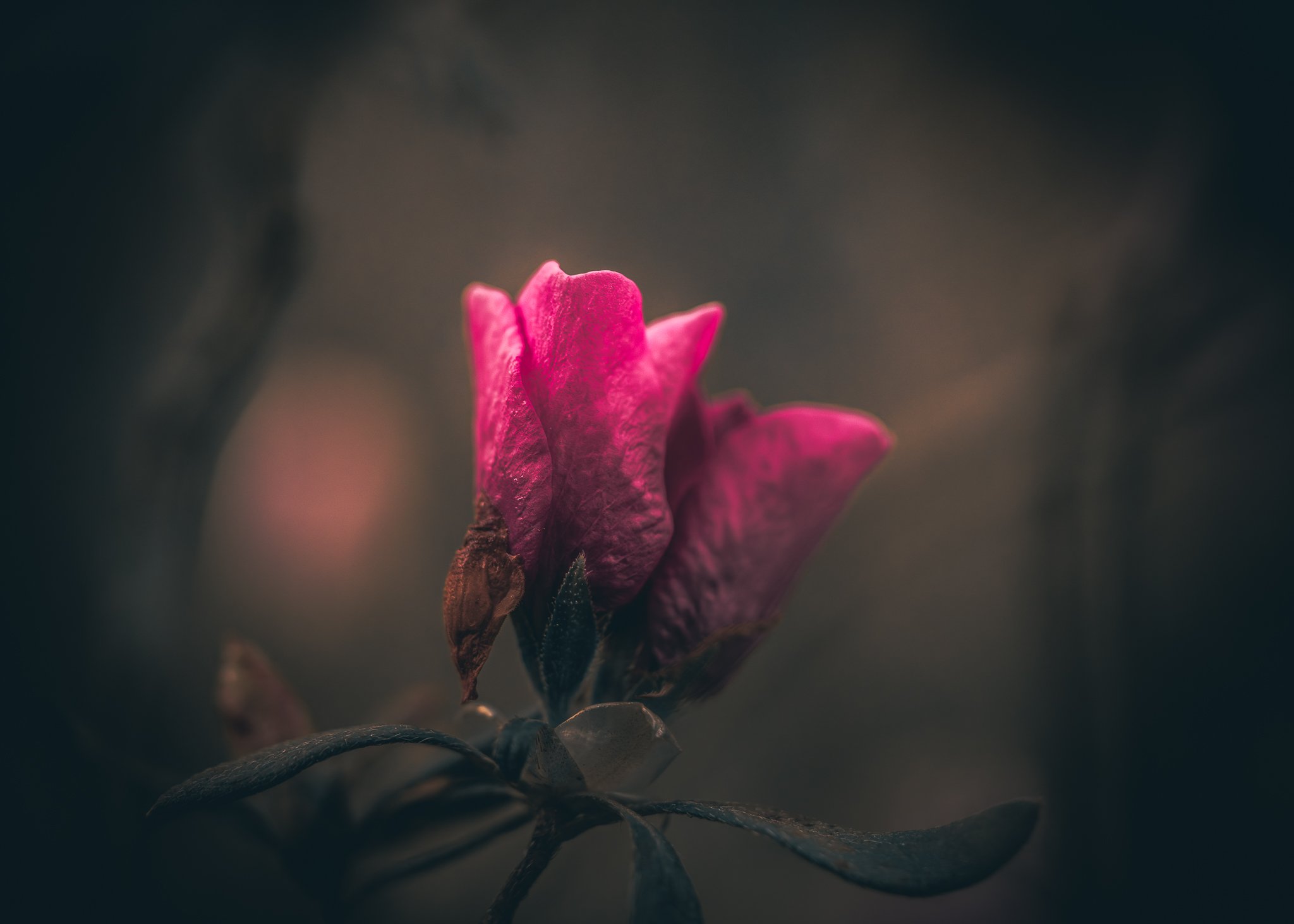 double rose bud.jpg