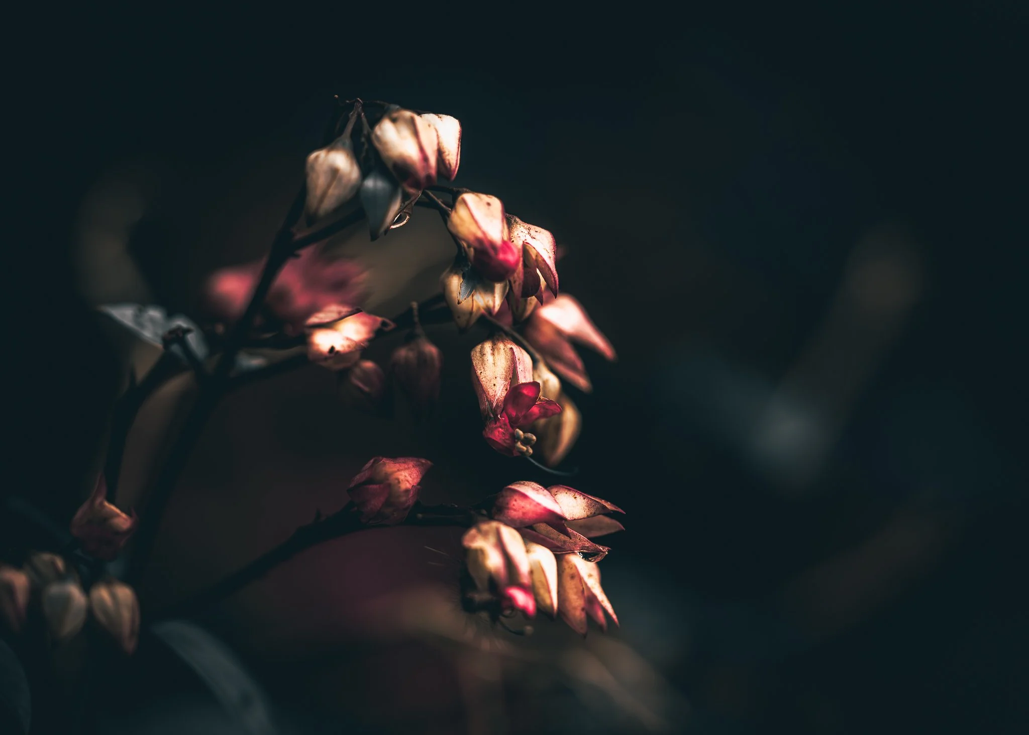 rose bud cluster web.jpg