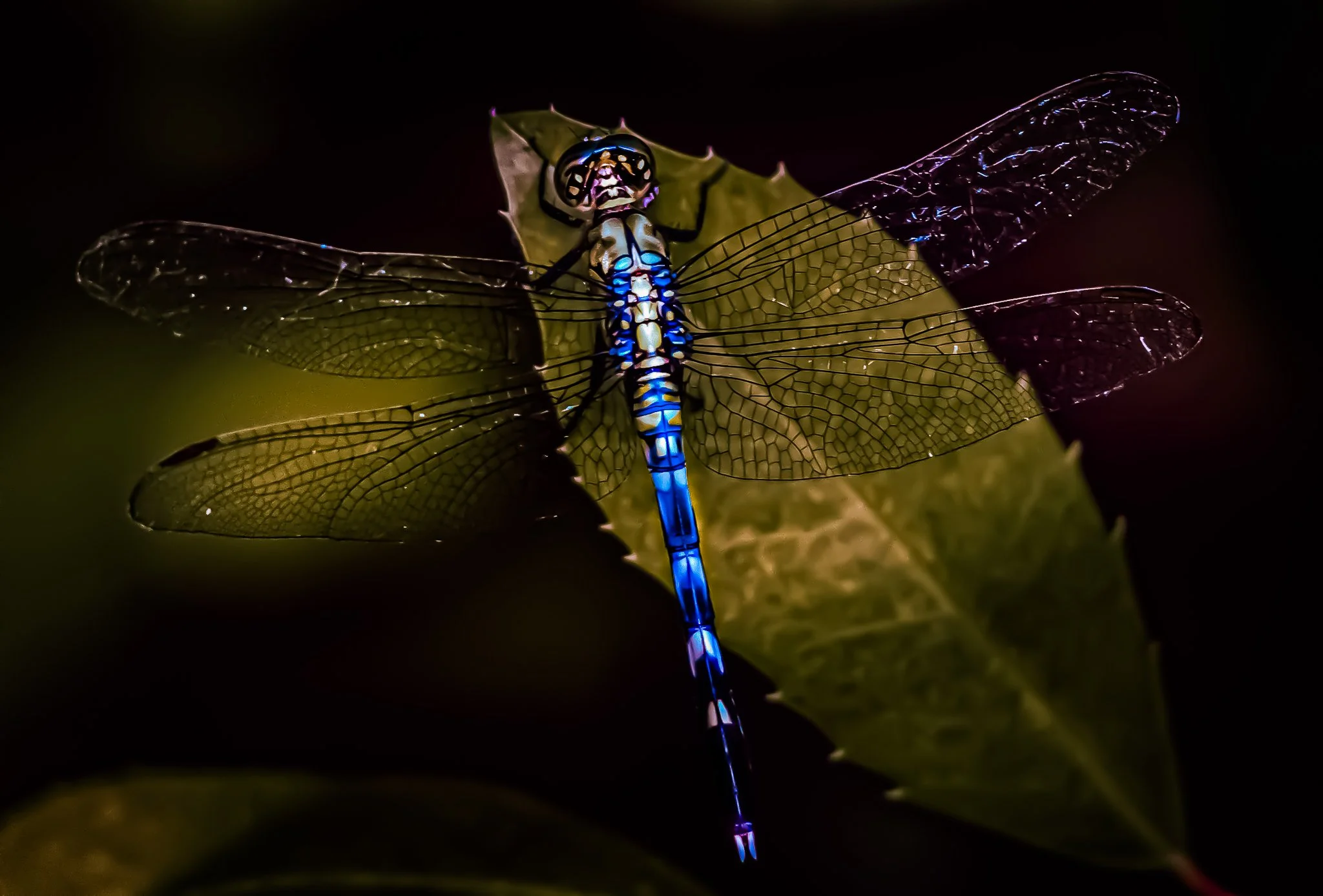 Blue Dragonfly