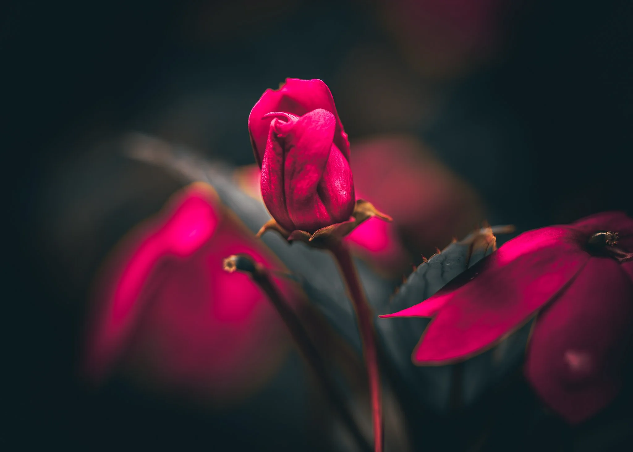 rose bud single web.jpg