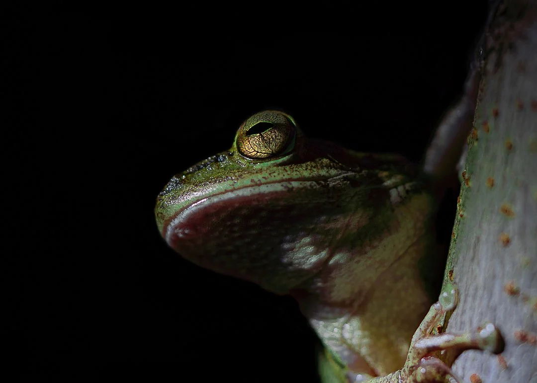 frog winner web.jpg