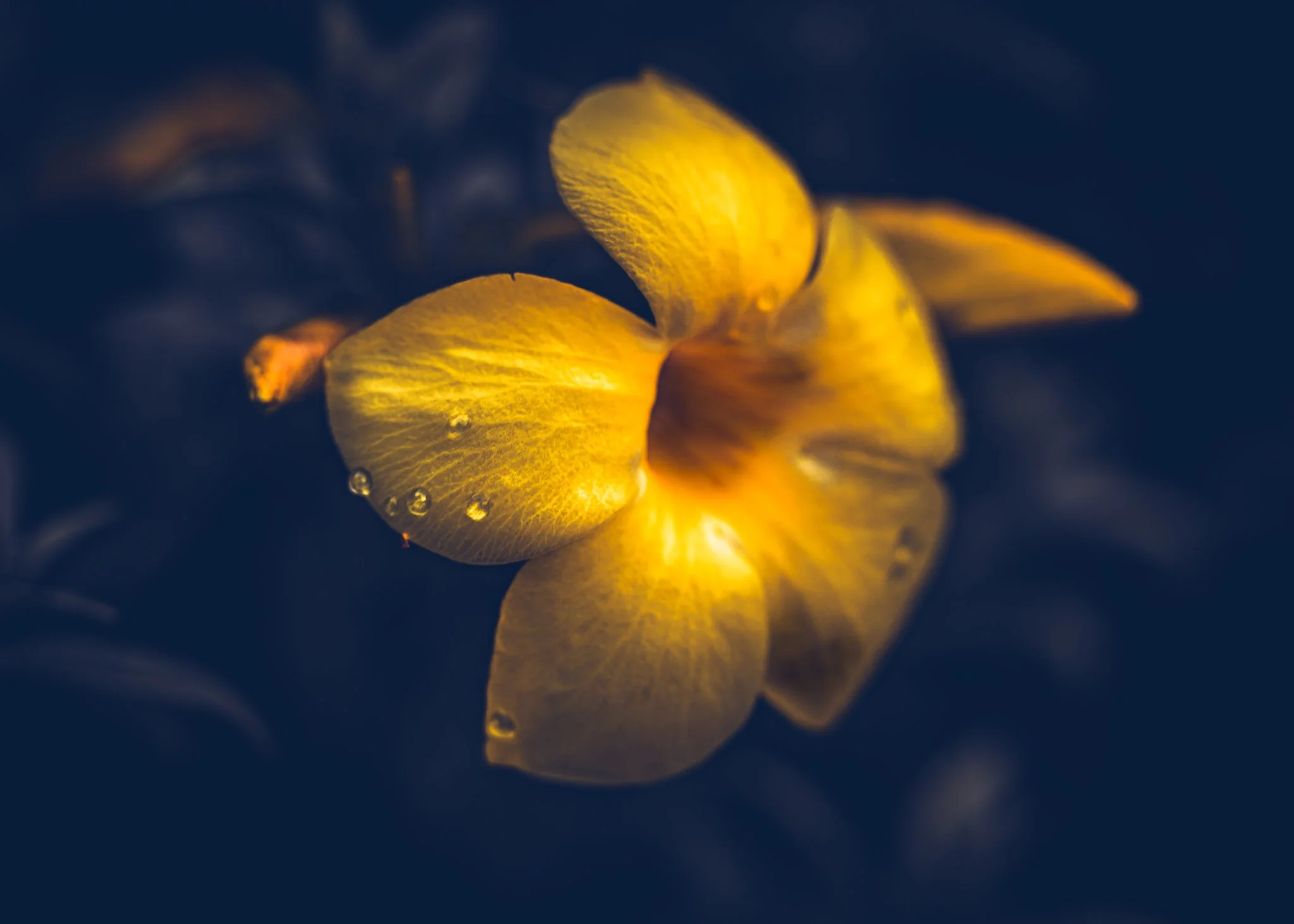 yellow bell single web.jpg