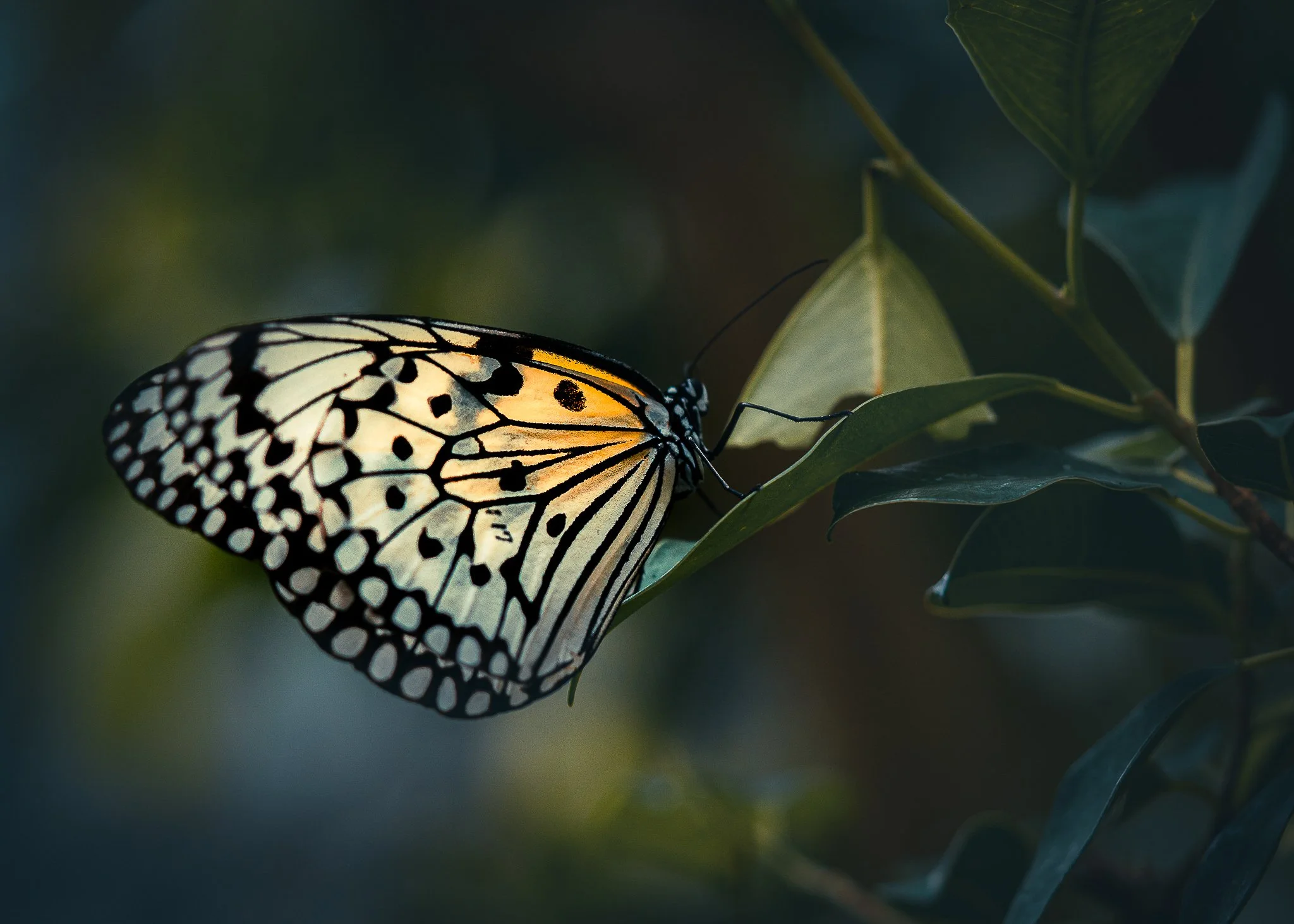 butterfly on leaf web.jpg