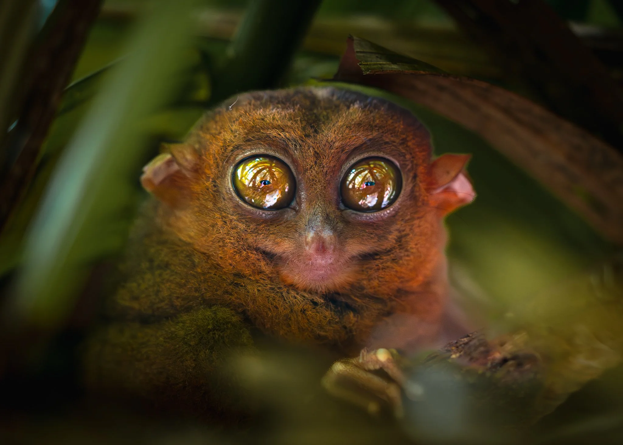 Philippine Tarsier