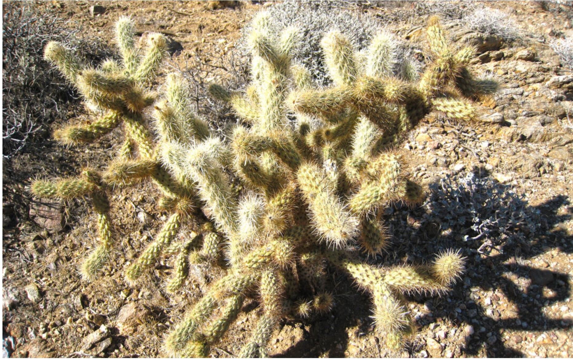 jumping cactus (1).JPG
