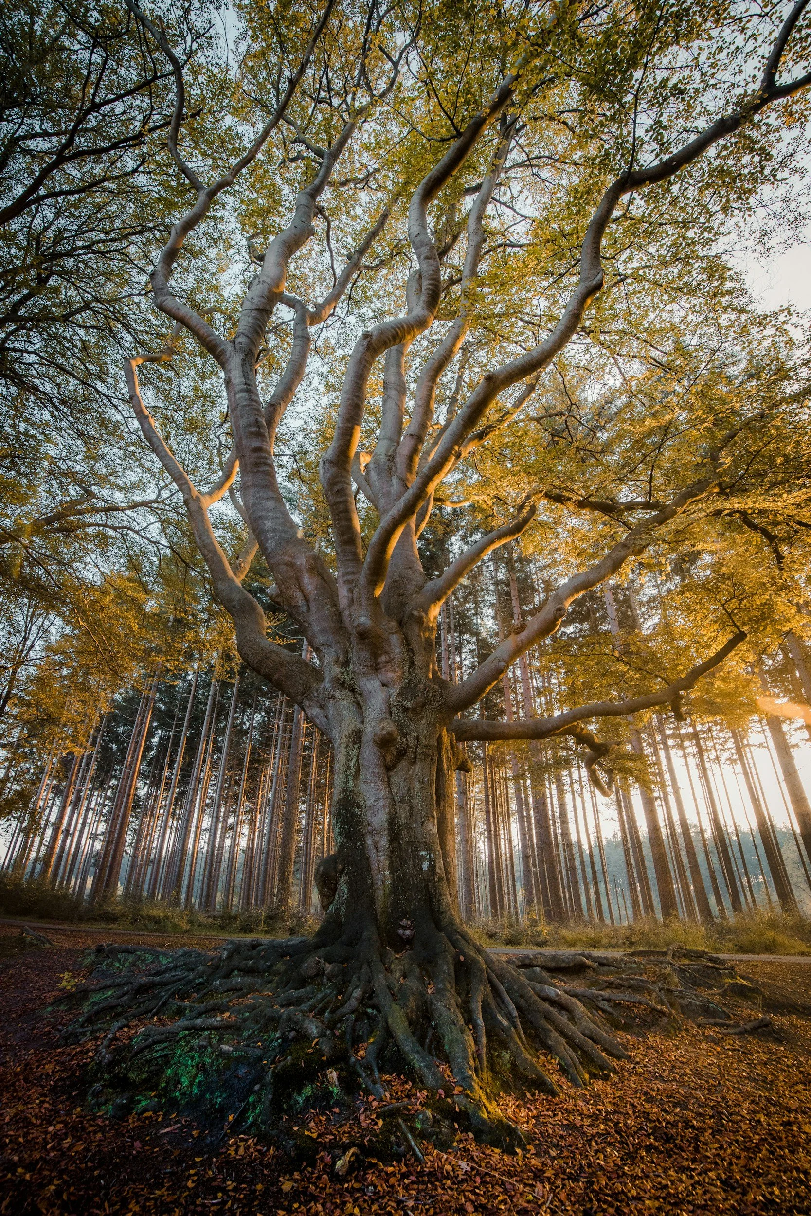 Ein großer Baum mit verdrehten Ästen und sichtbaren Wurzeln, umgeben von einem Wald bei Sonnenuntergang.