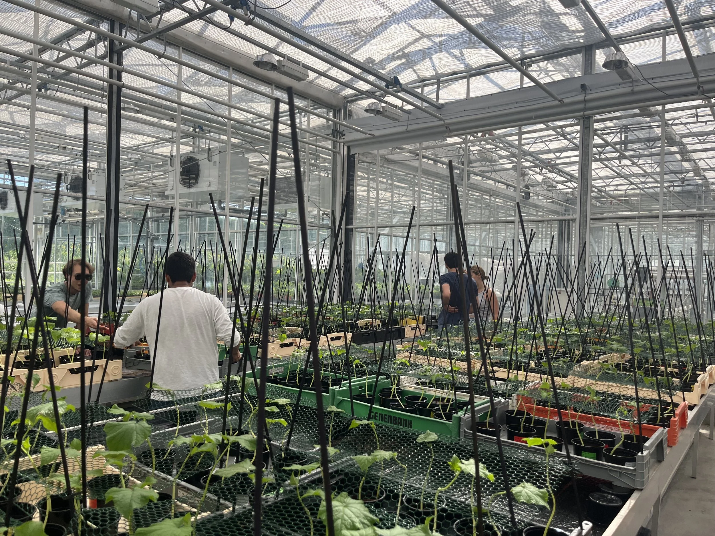 People working on plants inside a greenhouse with multiple trays of seedlings and support stakes.