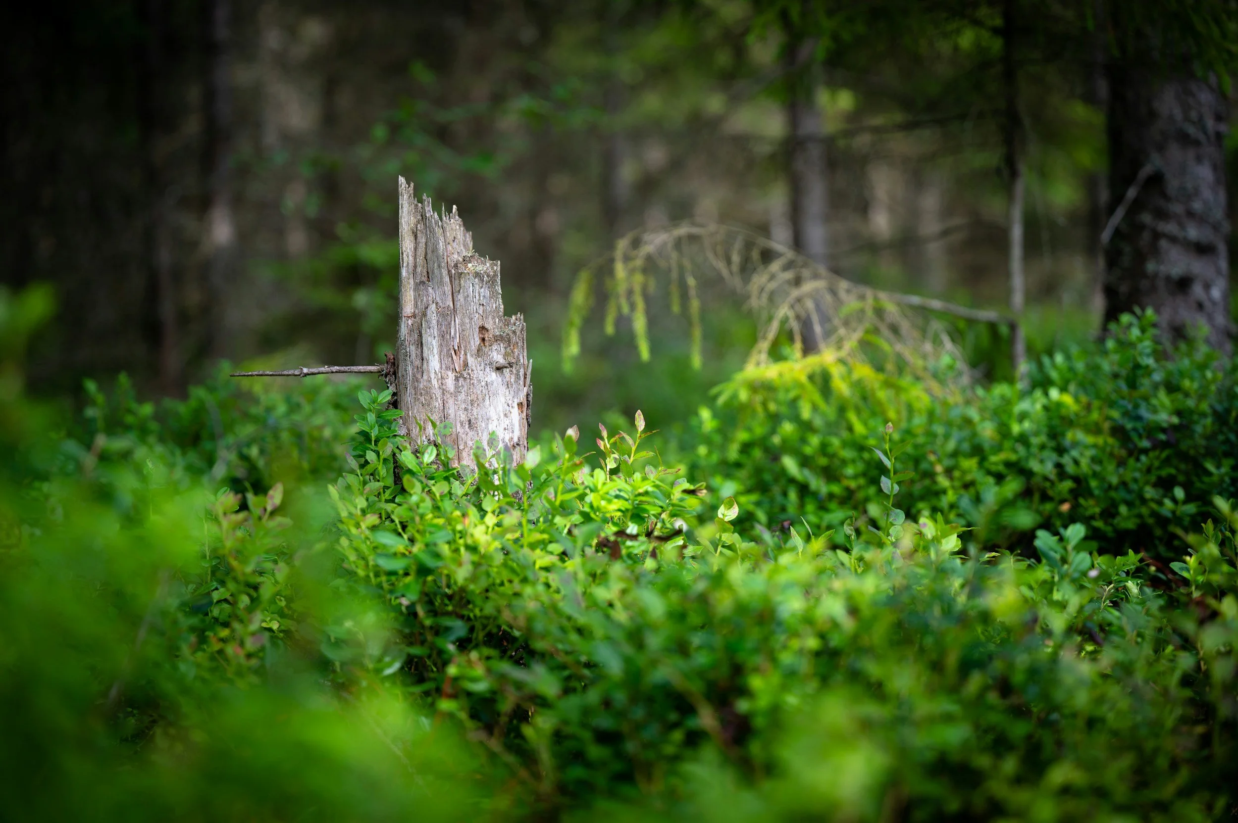 A weathered tree stump surrounded by green bushes in a forest.