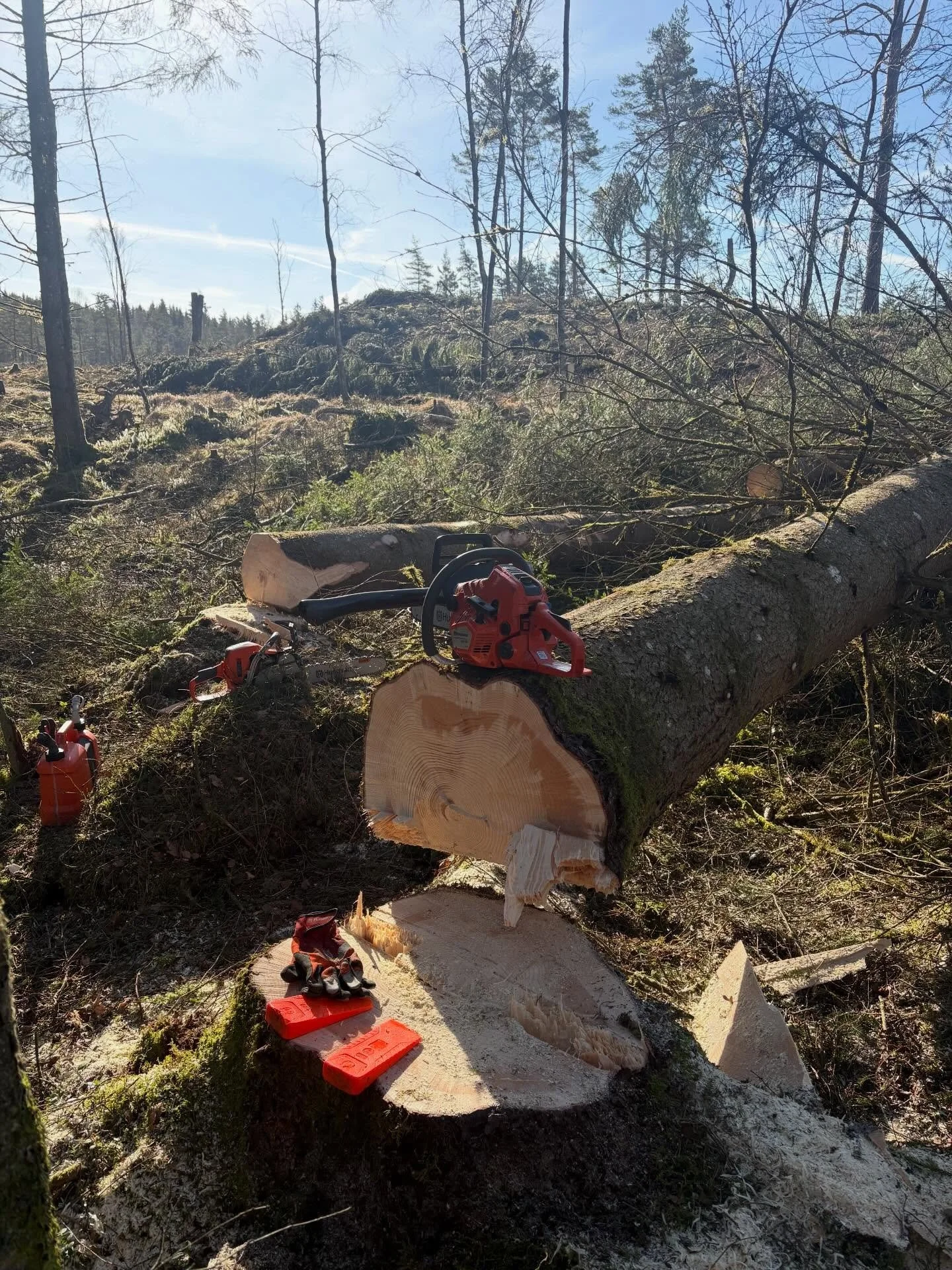 &Auml;ntligen V&aring;r 😍 🌲 
www.kungsbackatradfallning.se