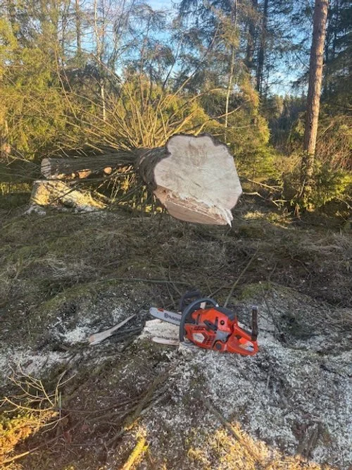 Ett stort fallet träd är sågat och ligger på marken i ett skogsområde, med motorsåg i närheten.