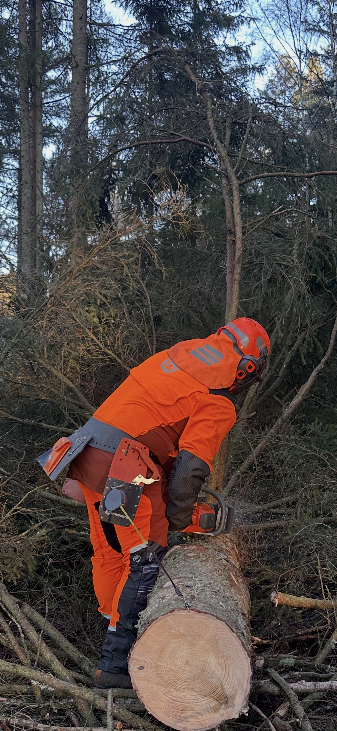 En person klädd i orange skyddsutrustning, inklusive hjälm och handskar, använder en motorsåg för att såga en fallen trädstam i ett skogsområde.