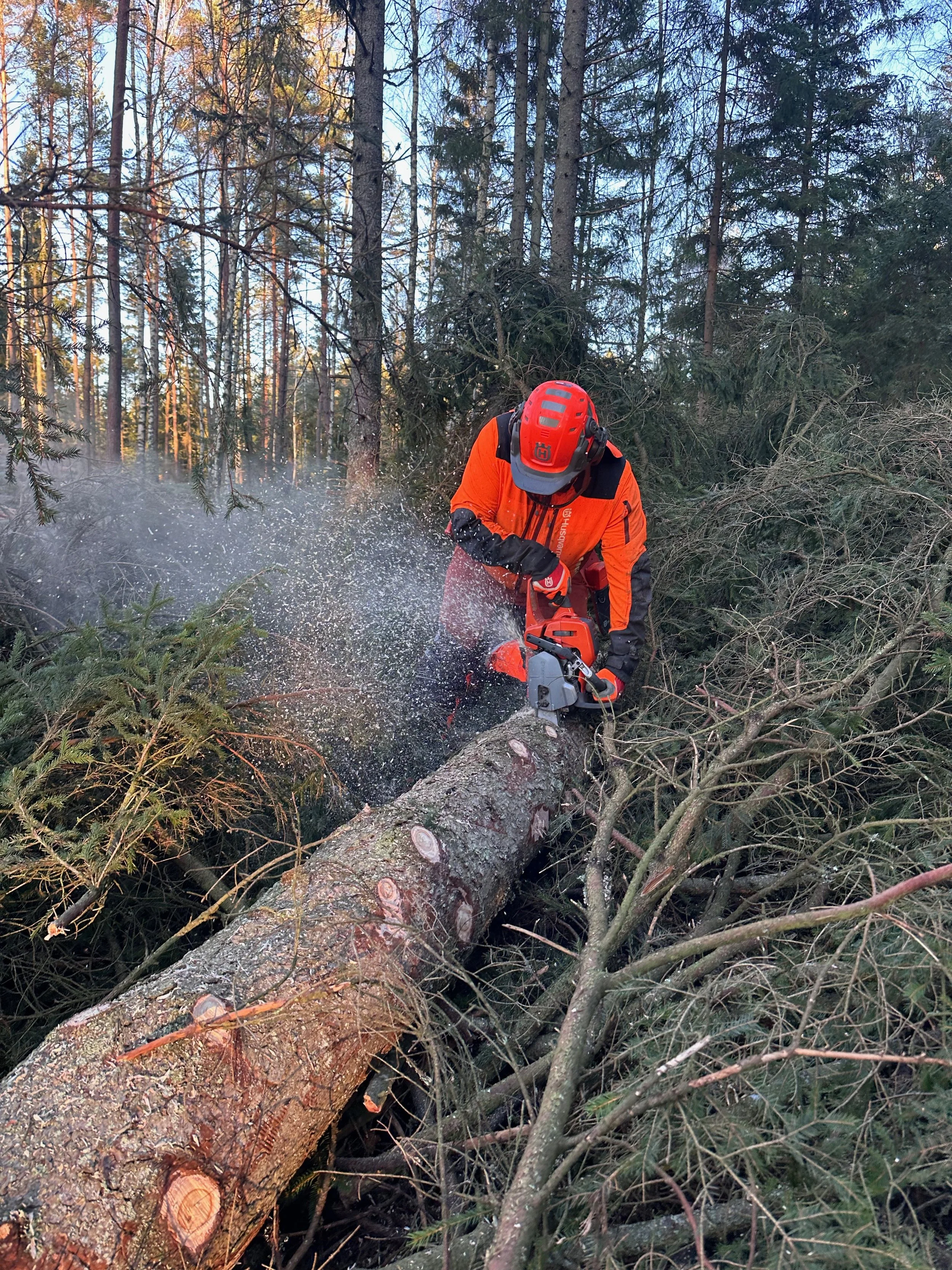 En person med skyddsutrustning sågar ett fallet träd i en skog med motorsåg, omgivet av grenar och träd.