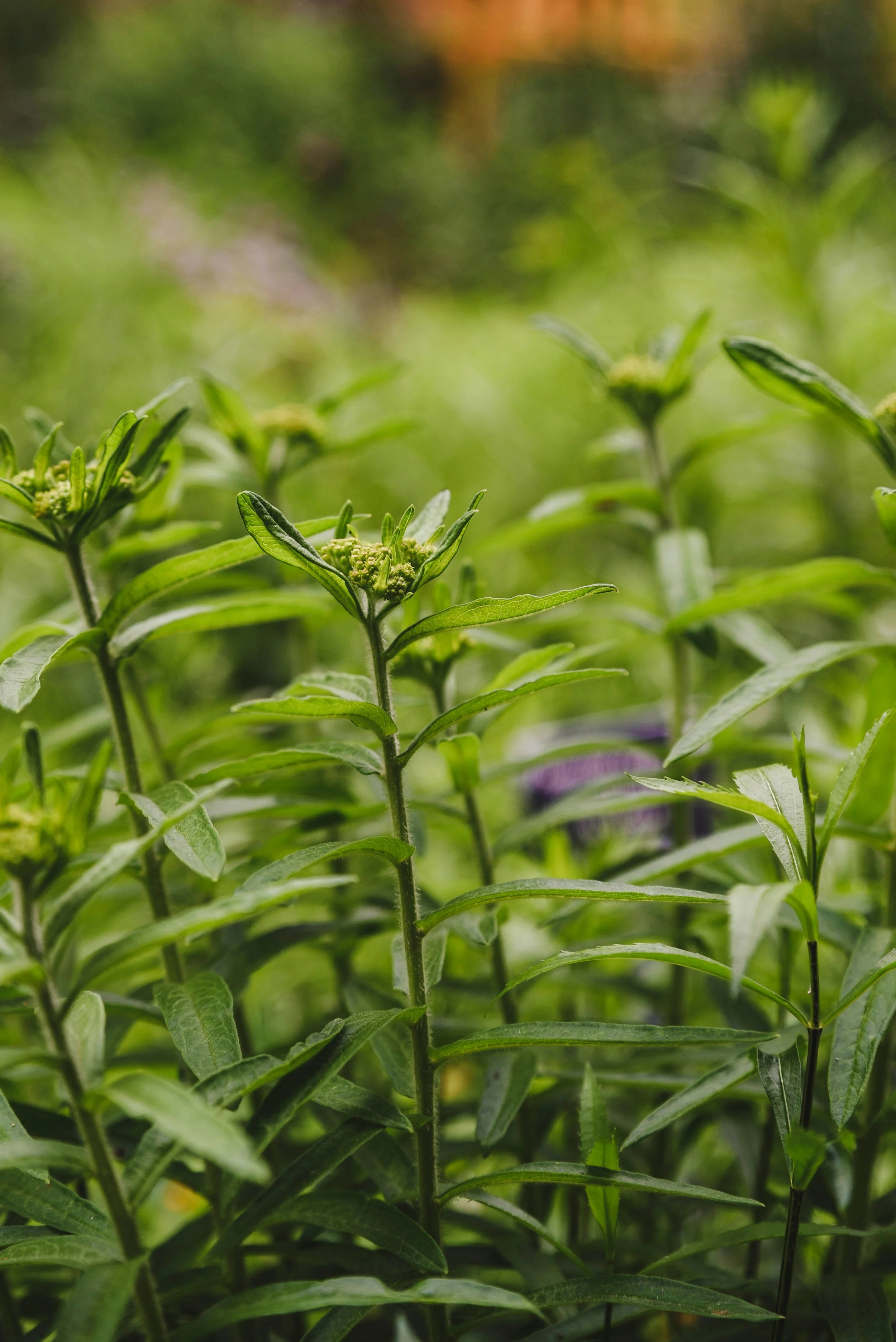 Close-up of green plants with emerging buds or flowers in a lush garden setting.