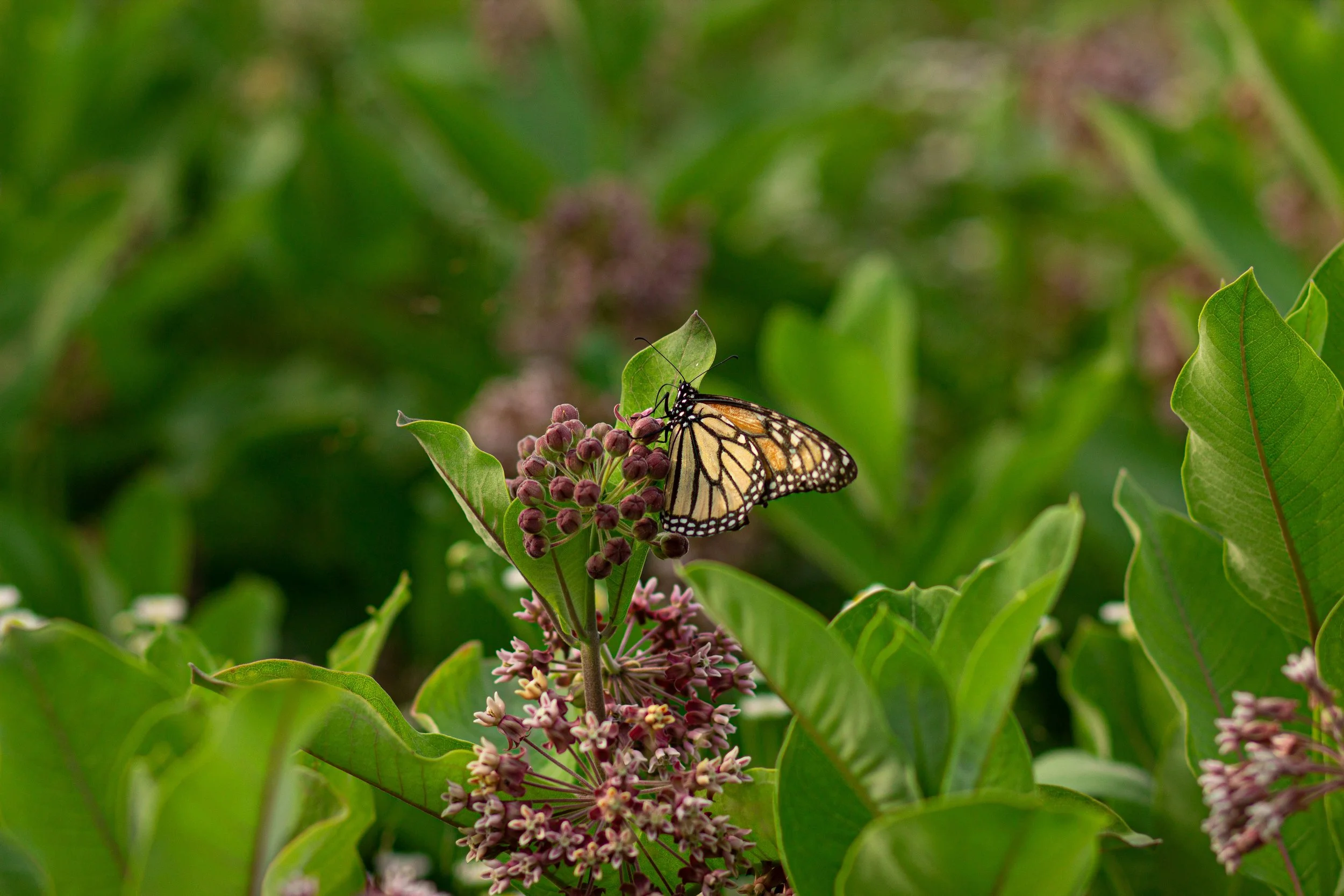 A monarch butterfly perched on purple flower buds surrounded by green leaves.