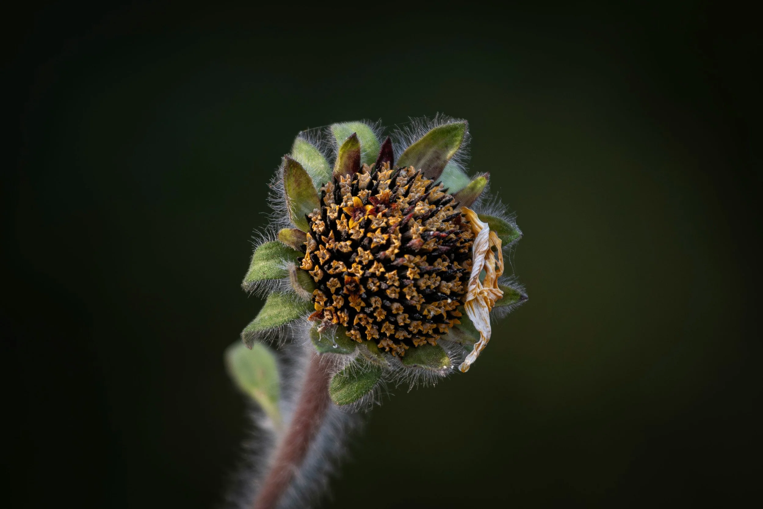 Close-up of a withered sunflower head with brown seeds and wilted petals, against a dark background.