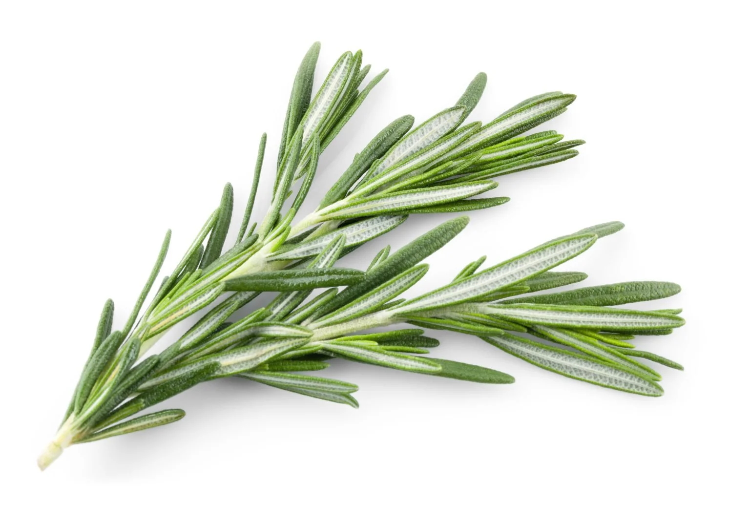 rosemary.jpg