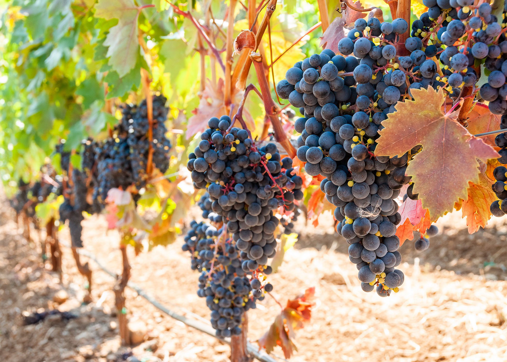 Close-up of dark purple grape bunches hanging from a vine, with autumn-colored leaves and sunlight in the background.