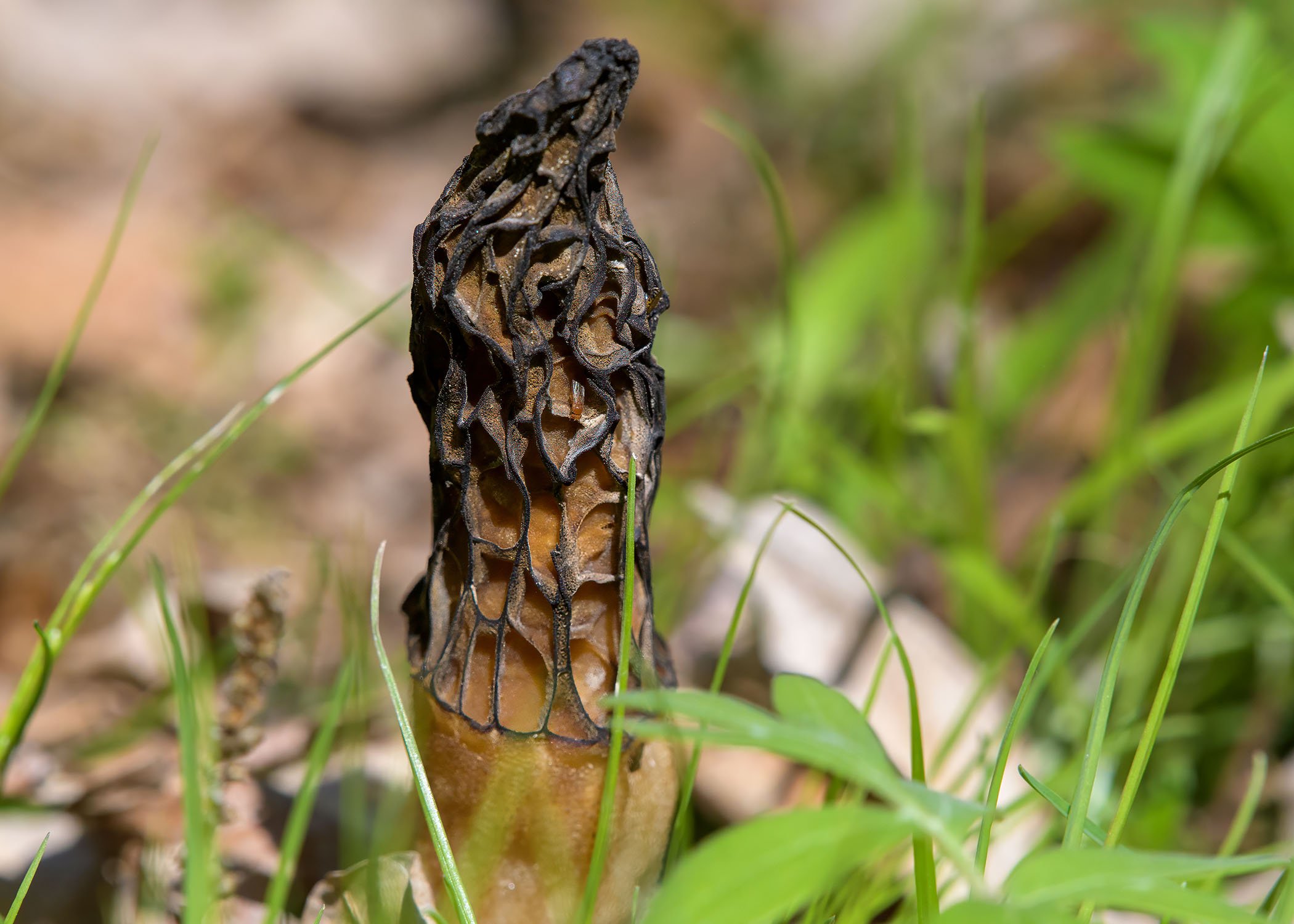 Close-up of a morel mushroom with a textured, honeycomb-like cap, growing among green grass and leaves.