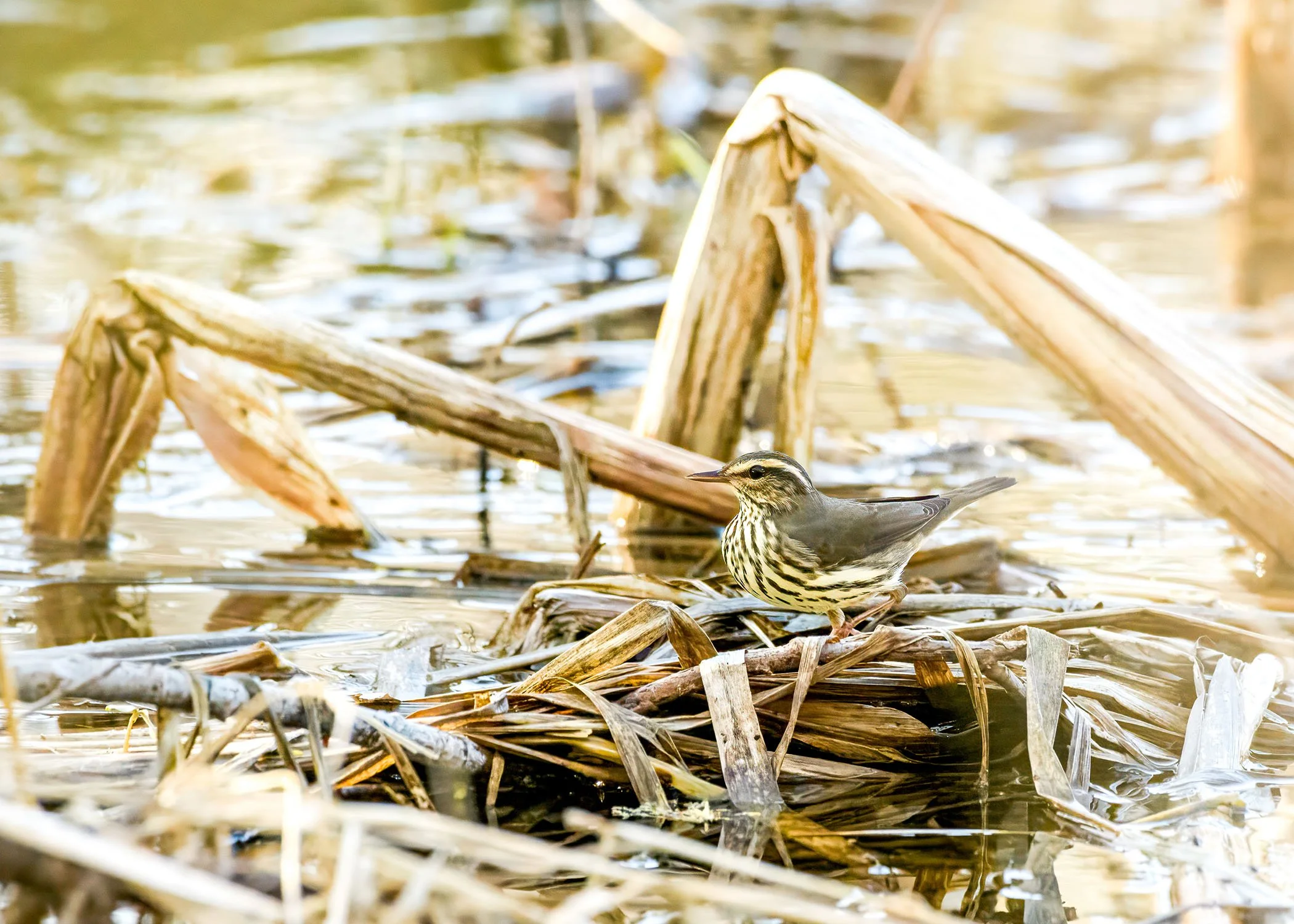 Northern Water Thrush, 2023