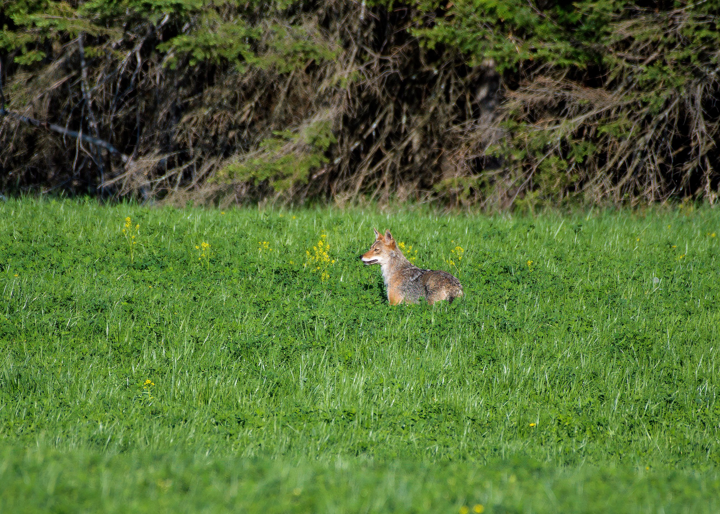A coyote sitting in a grassy meadow with trees and dense bushes in the background.