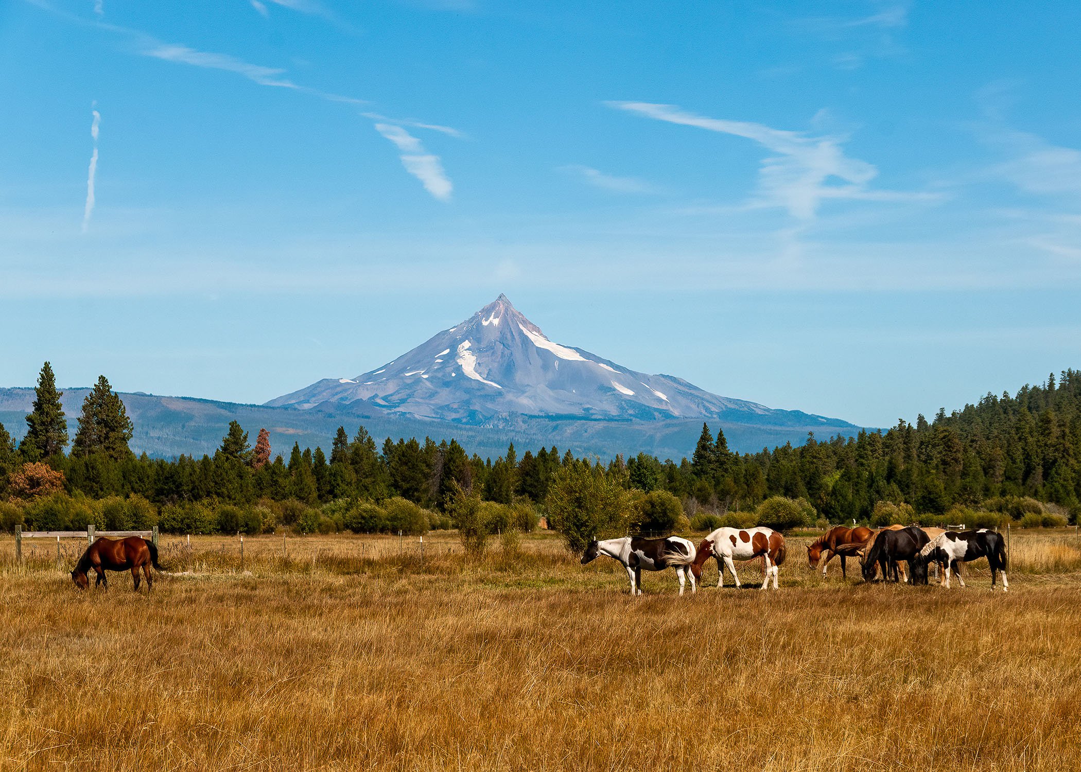 A field with seven horses grazing, with Mount Washington in the background.