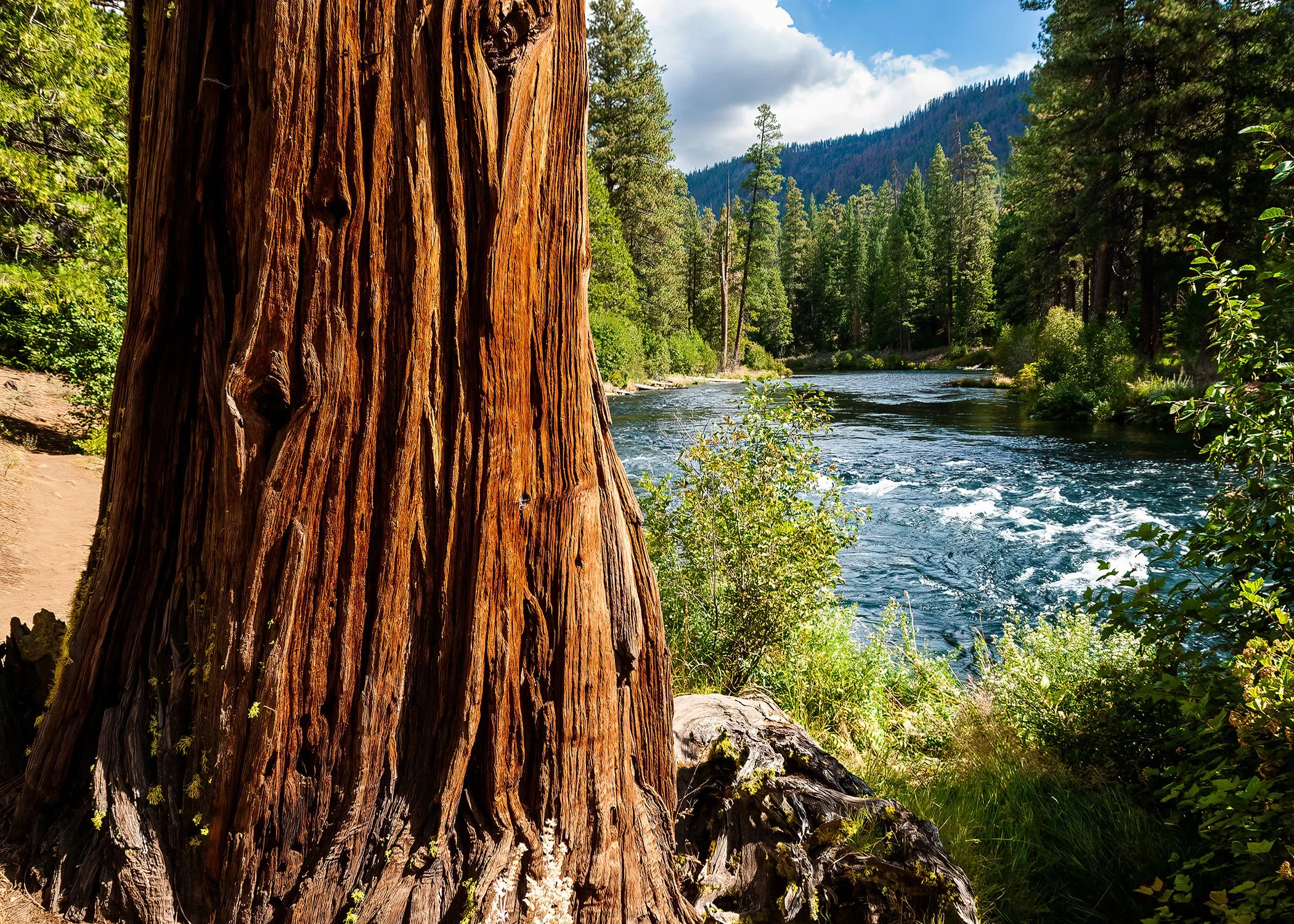 A large, textured redwood tree trunk near a flowing river, surrounded by green trees and mountains in the background under a partly cloudy sky.