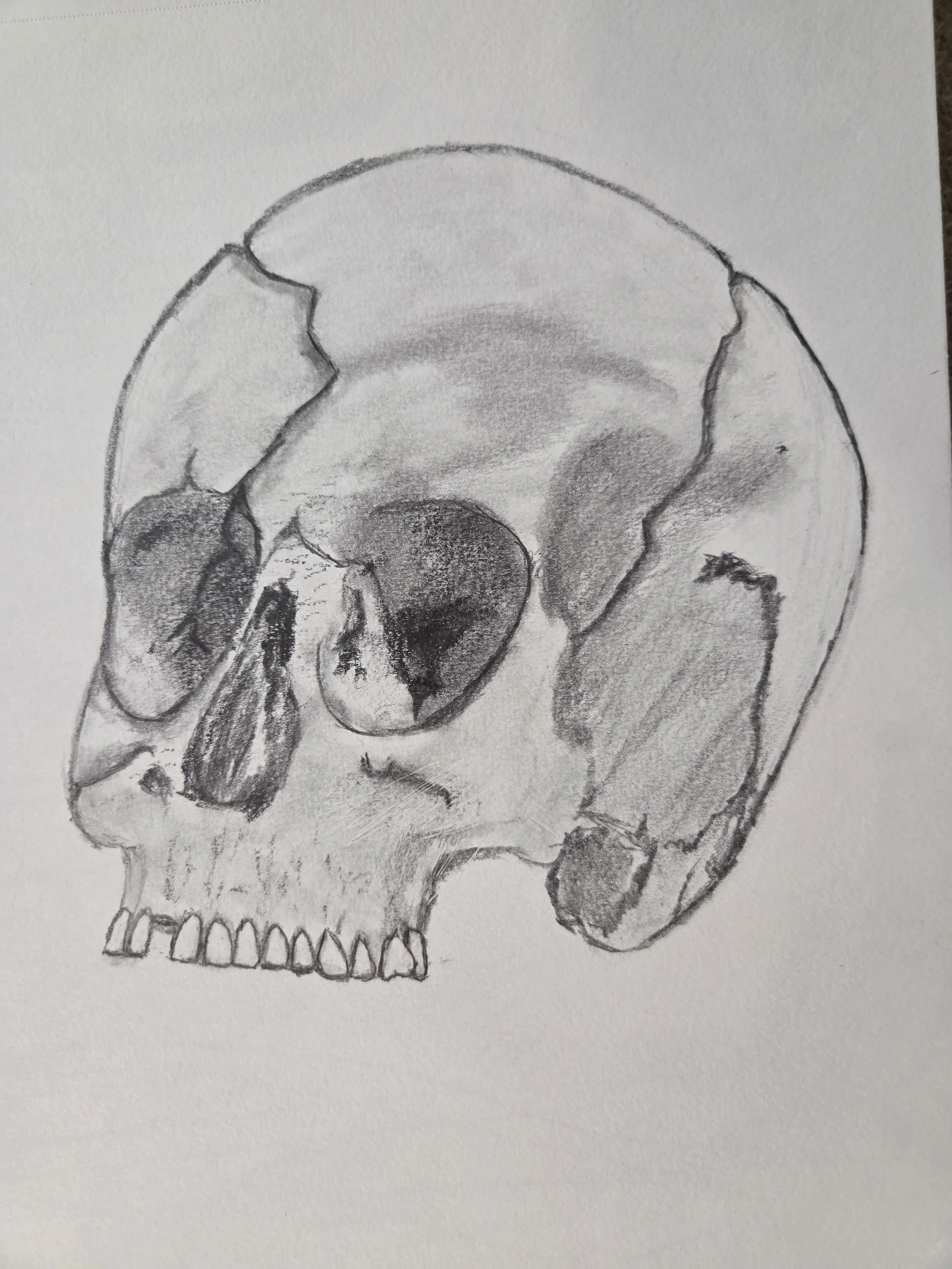 A pencil sketch of a human skull on a white background.