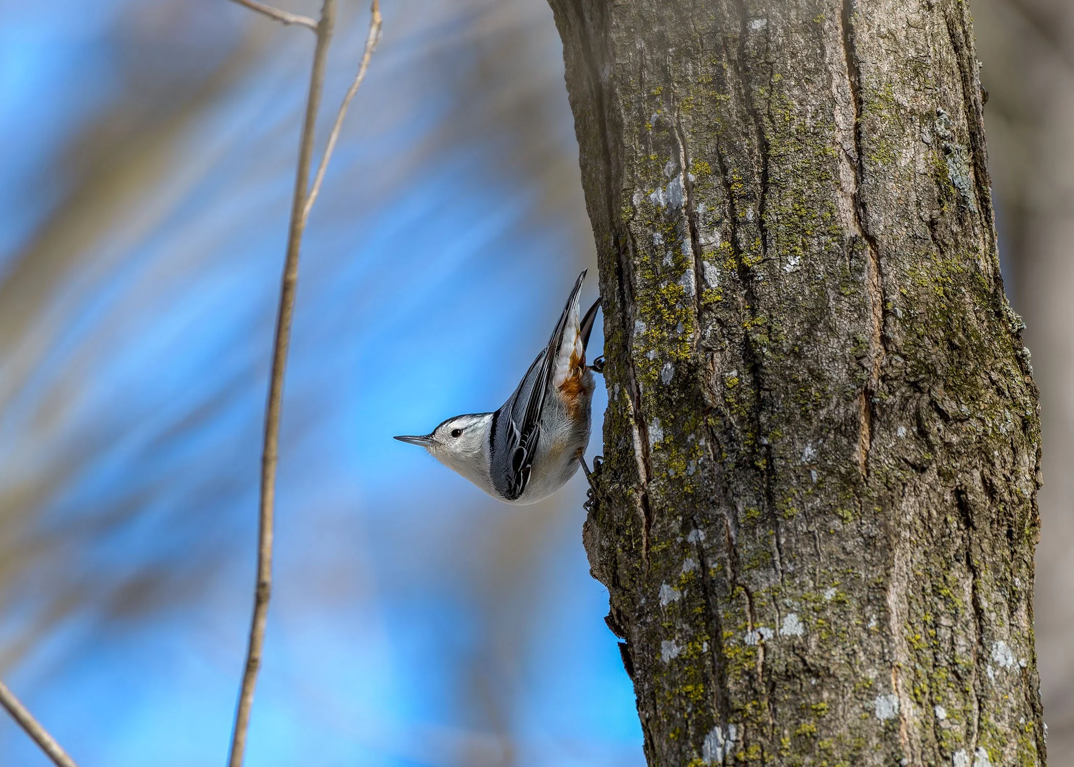 Nuthatch, 2024