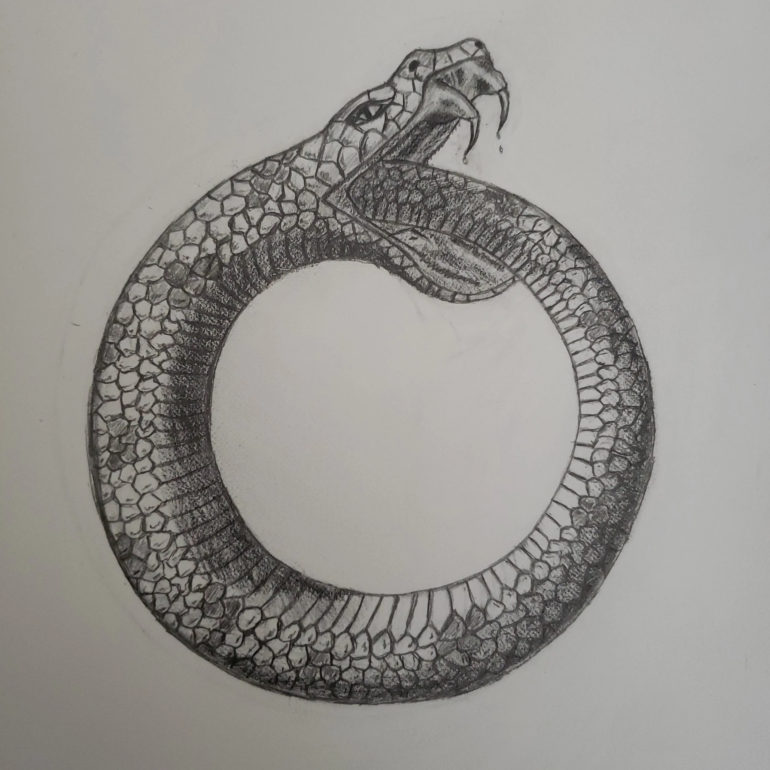 Ouroboros. Detailed pencil drawing of a coiled snake with its head raised and open mouth, showing fangs and forked tongue.