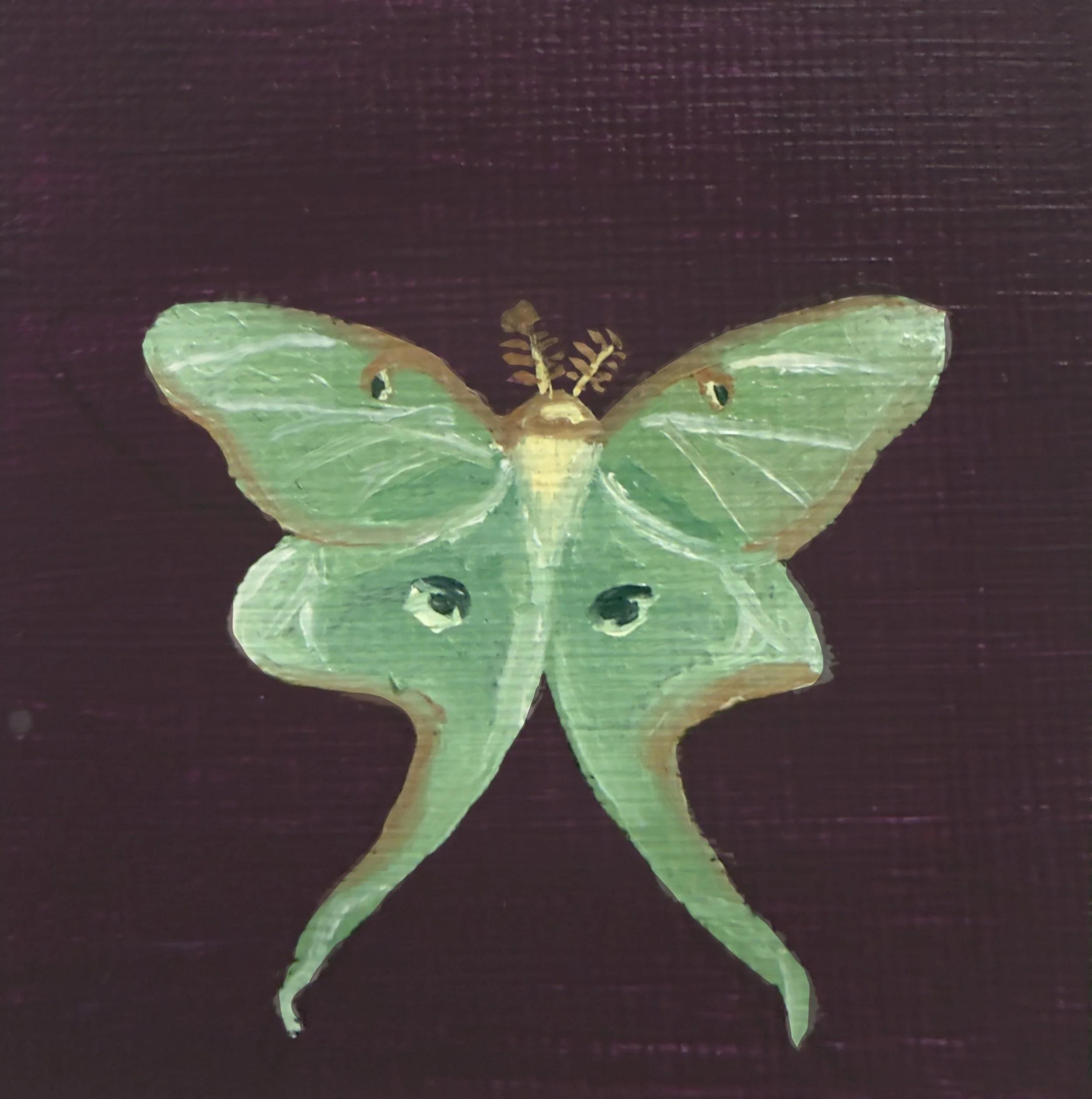 Lunar Moth, 2.75x2.75 inch Original
