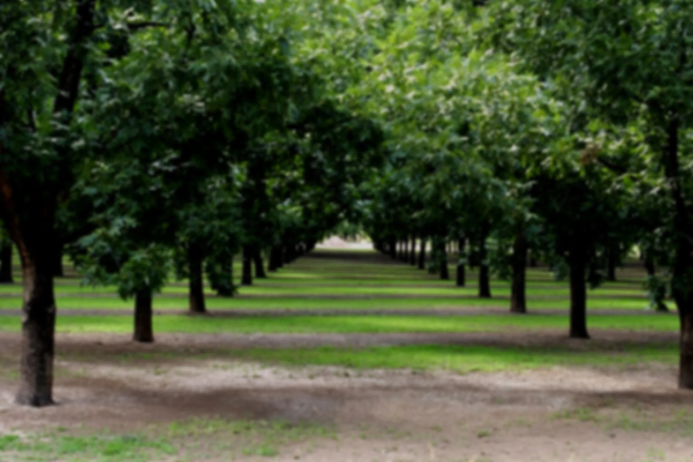 Pecan Orchard