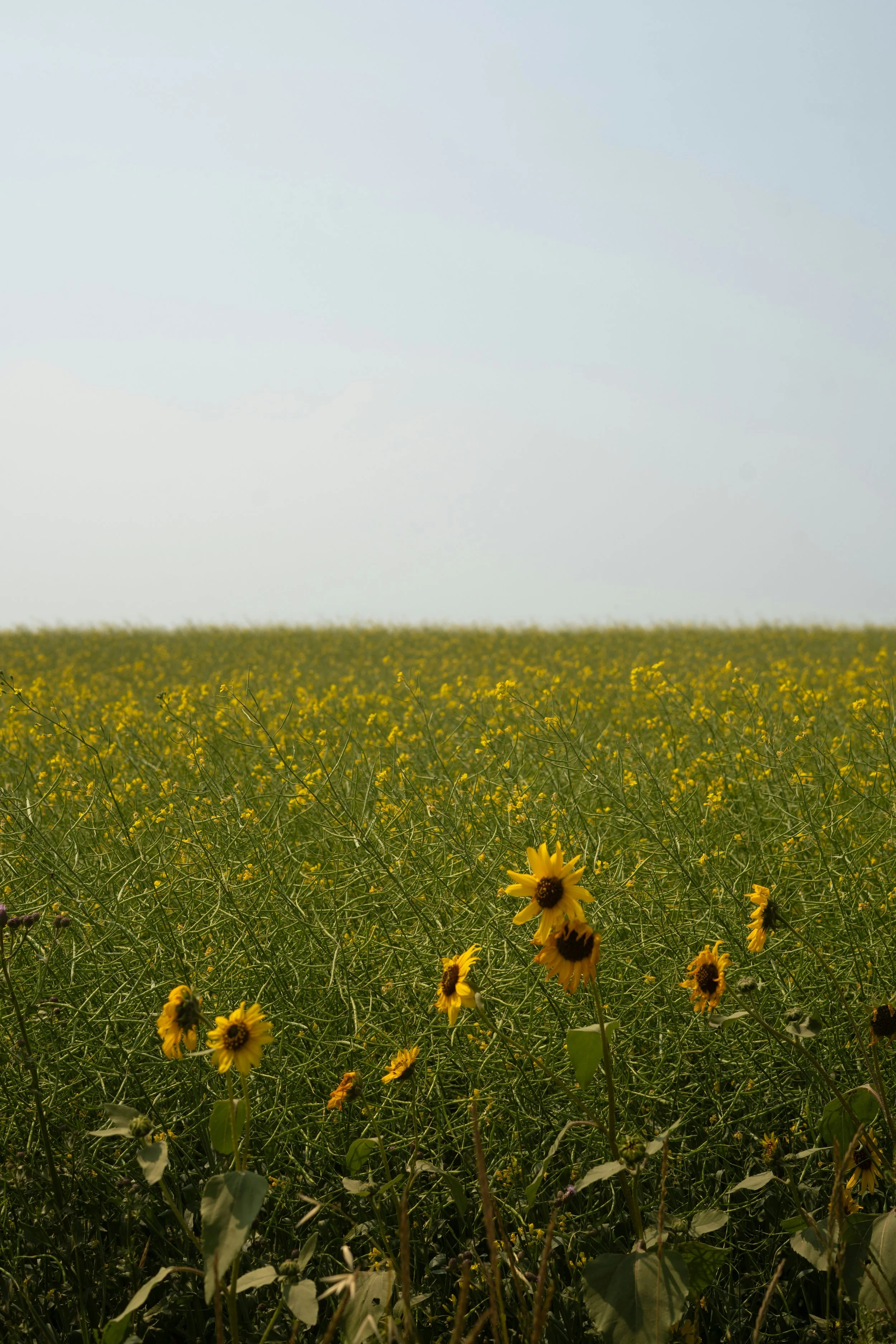 A field of yellow flowers under a pale blue sky.